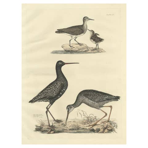"Plate XV: The Sandpipers - A Study in Seasonal and Developmental Plumage, 1826