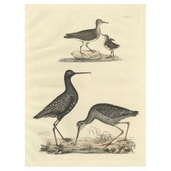"Lámina XV: Los correlimos - Un estudio sobre el plumaje estacional y evolutivo, 1826