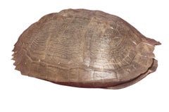 Pleistocene Trachemys Platymarginata Turtle Shell Fossil