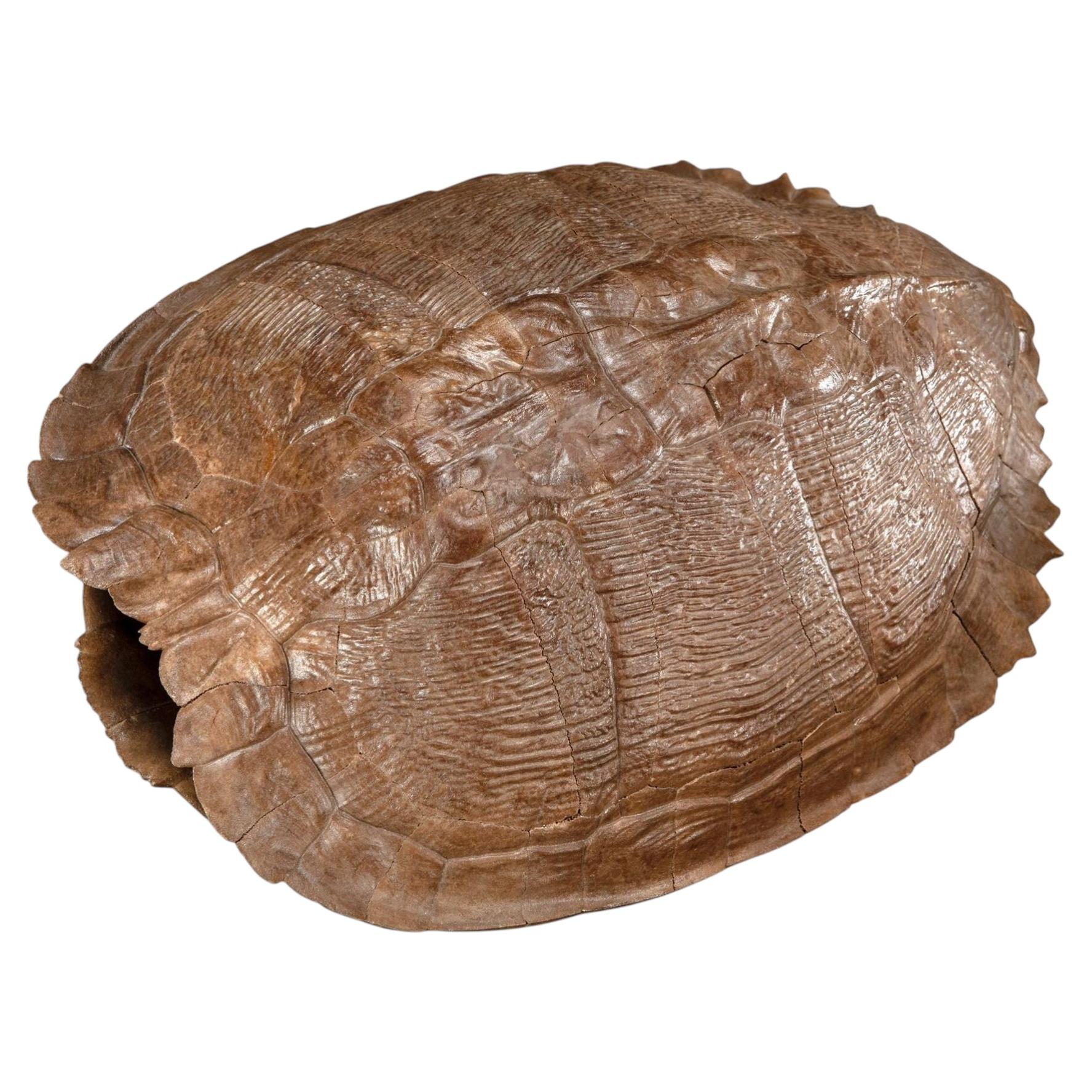 Pleistocene Trachemys Platymarginata Turtle Shell Fossil