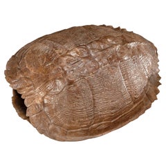 Pleistocene Trachemys Platymarginata Turtle Shell Fossil