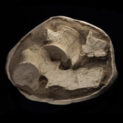 Plesiosaurus-Vertebrae aus Marokko