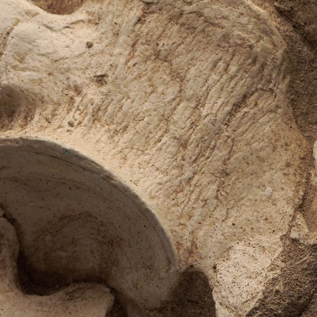 Contemporary Plesiosaurus Vertebrae From Morocco For Sale