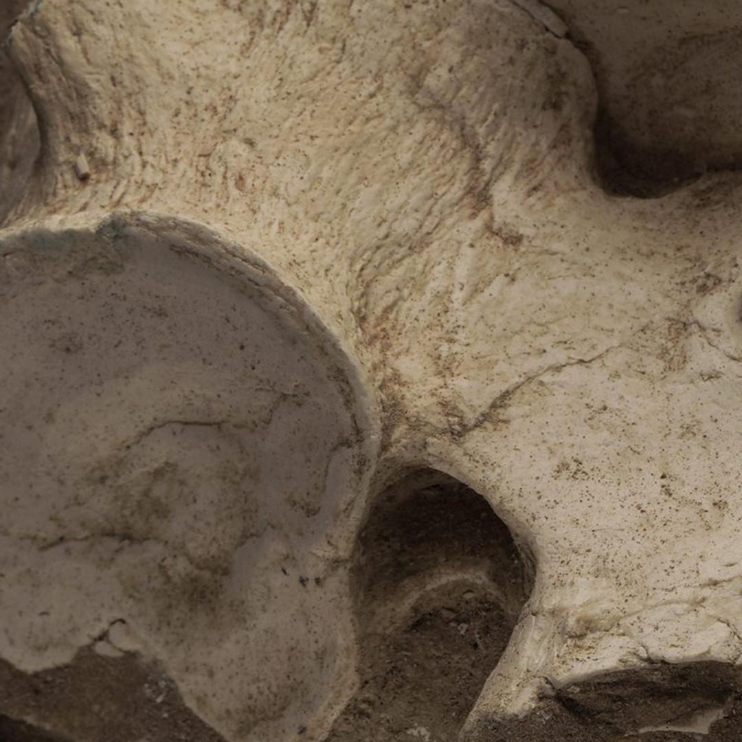 Plesiosaurus Vertebrae From Morocco For Sale 2