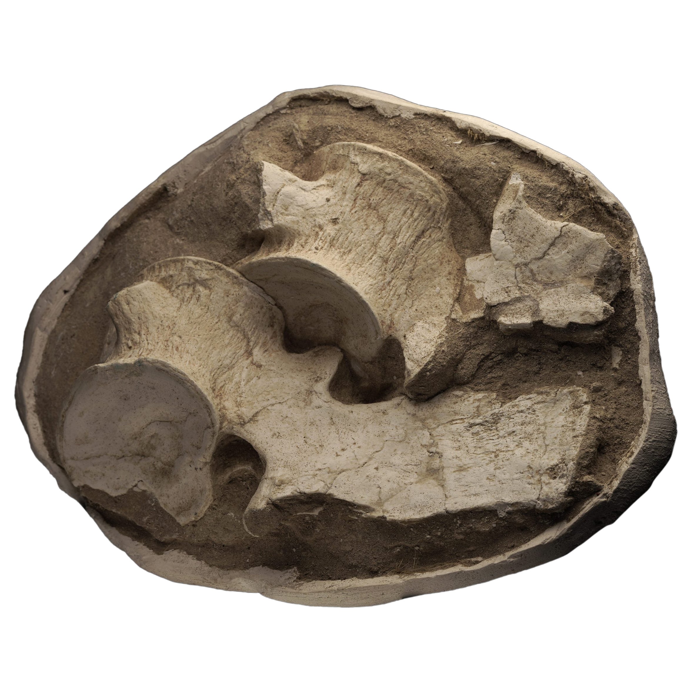 Vertebre di plesiosauro provenienti dal Marocco