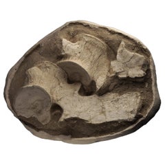 Vertebre di plesiosauro provenienti dal Marocco