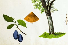 Plum, Rare Vintage Botanical Wallchart