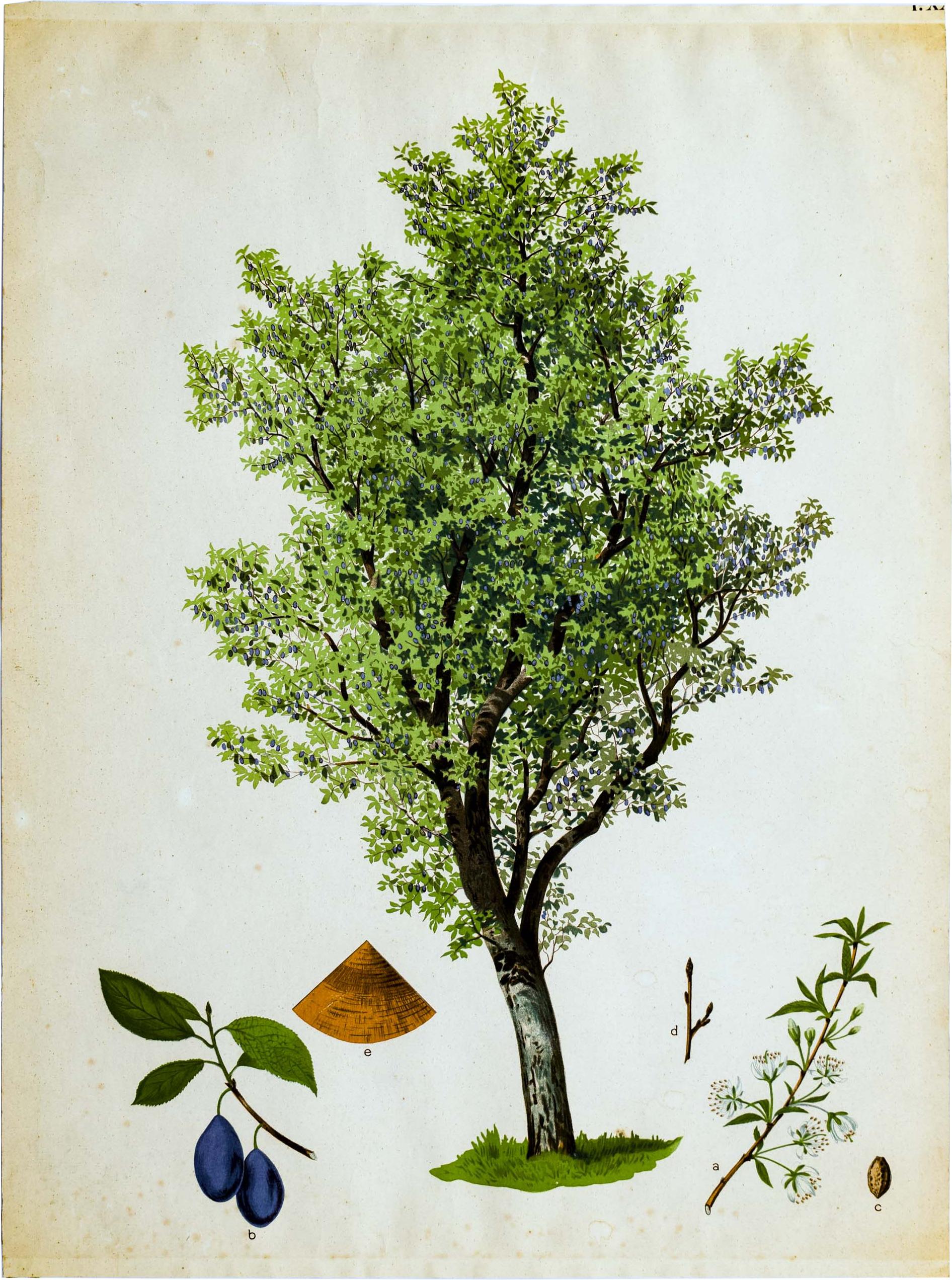 Late 19th Century Plum, Rare Vintage Botanical Wallchart For Sale