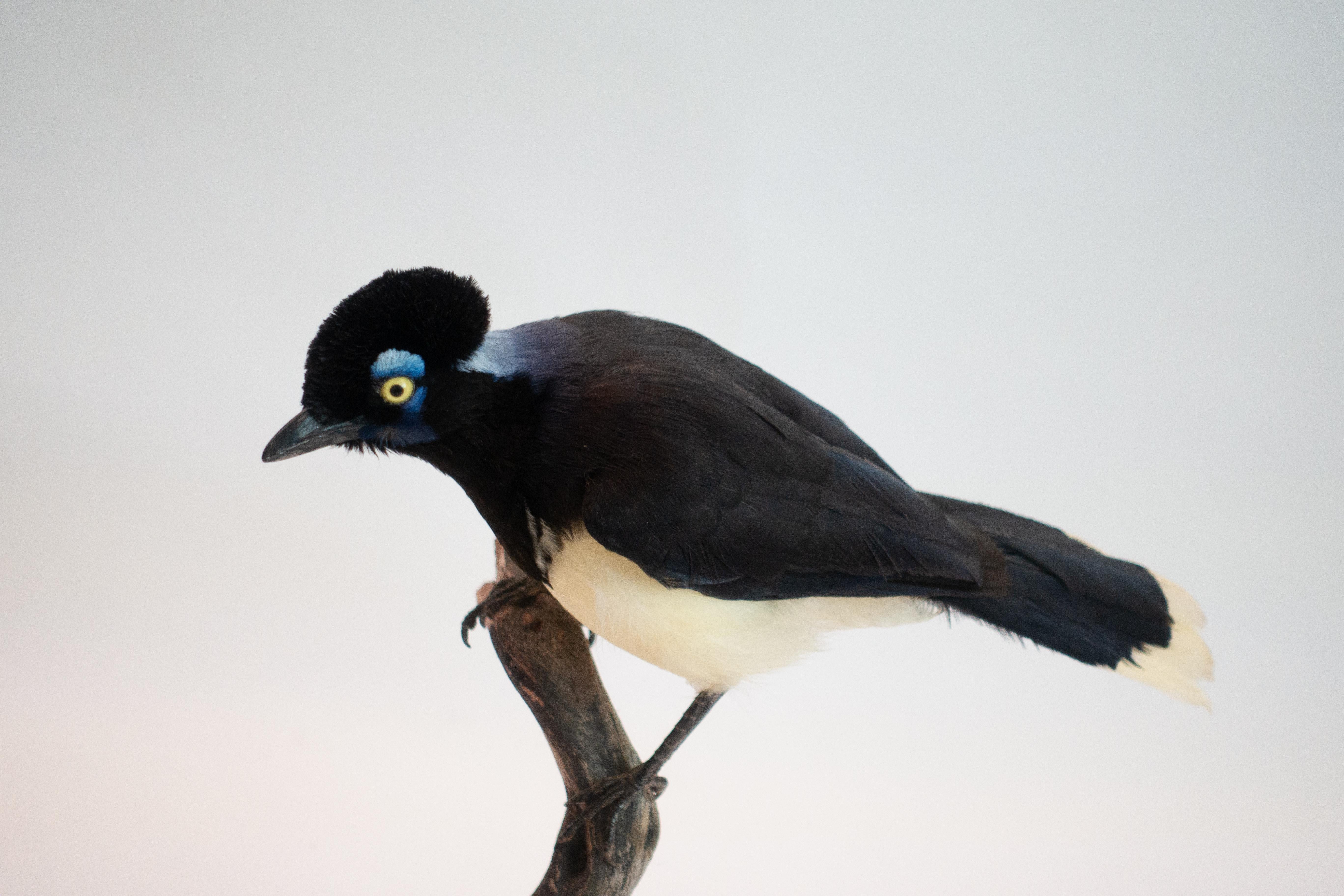This handsome plush-crested jay taxidermy specimen is from the Corvidae family. These birds are found in central-southern South America: in southwestern Brazil, Bolivia, Paraguay, Uruguay, and northeastern Argentina, including southern regions of