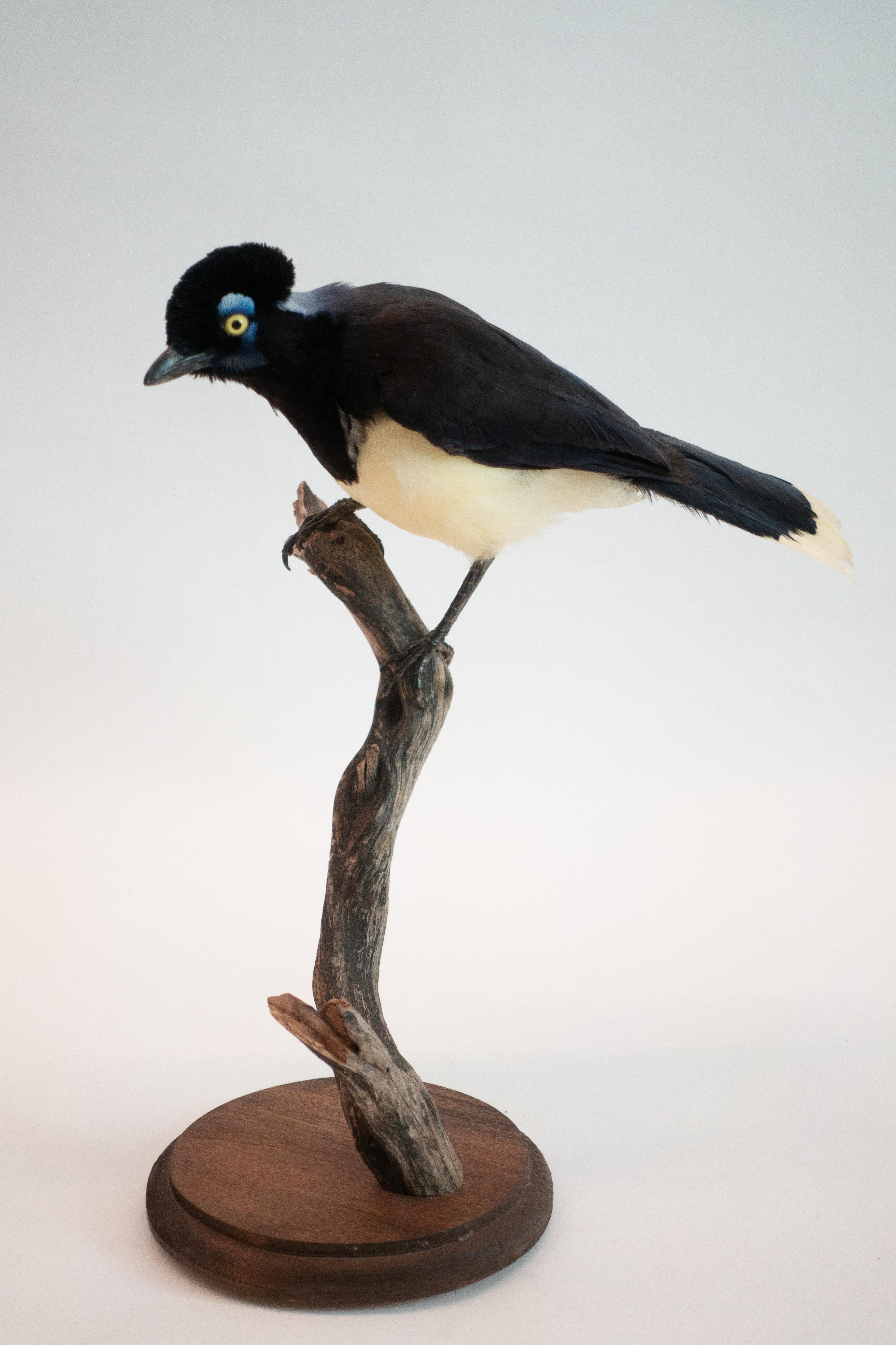 Victorian Plush Crested Jay Mounted Taxidermy Specimen