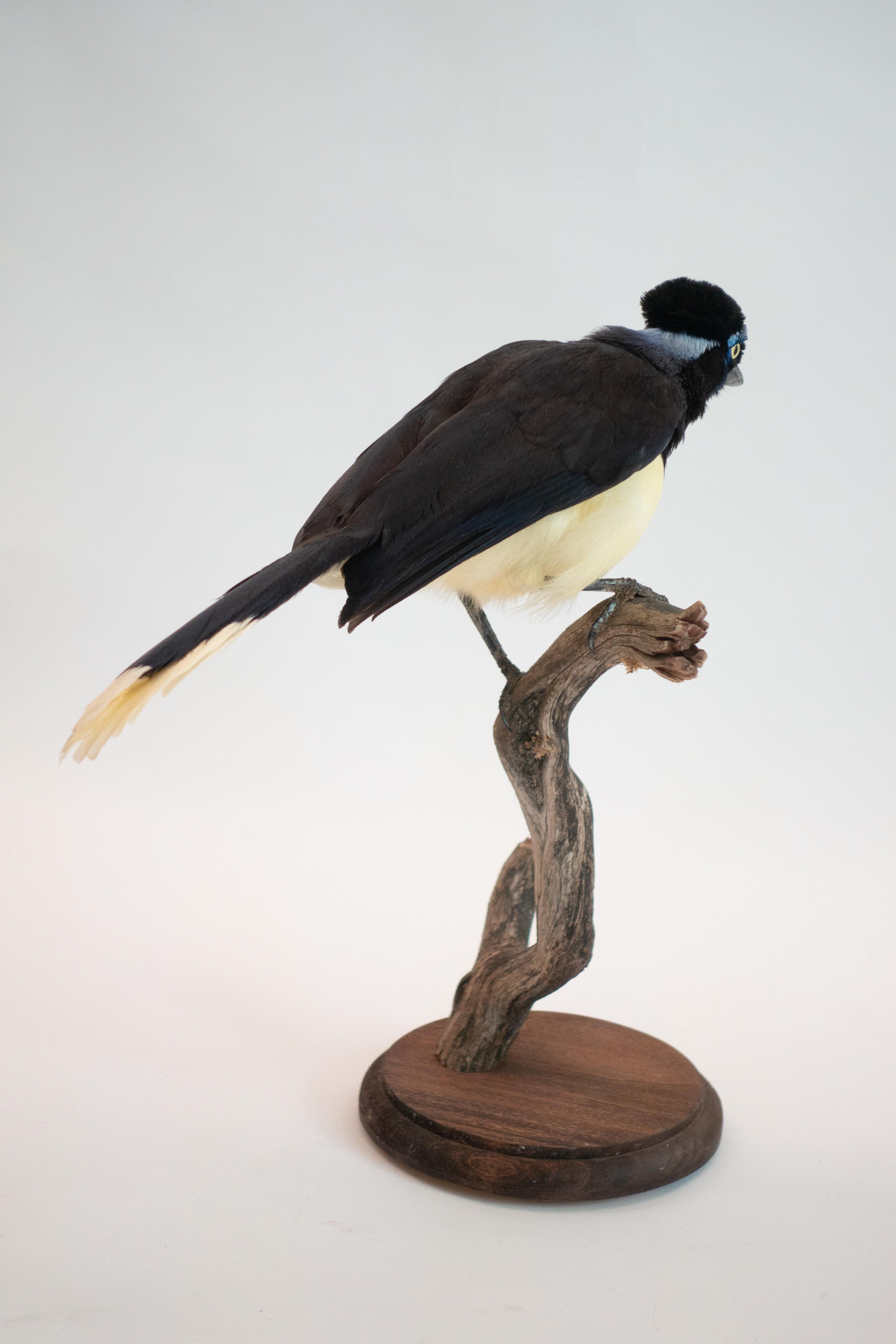 American Plush Crested Jay Mounted Taxidermy Specimen
