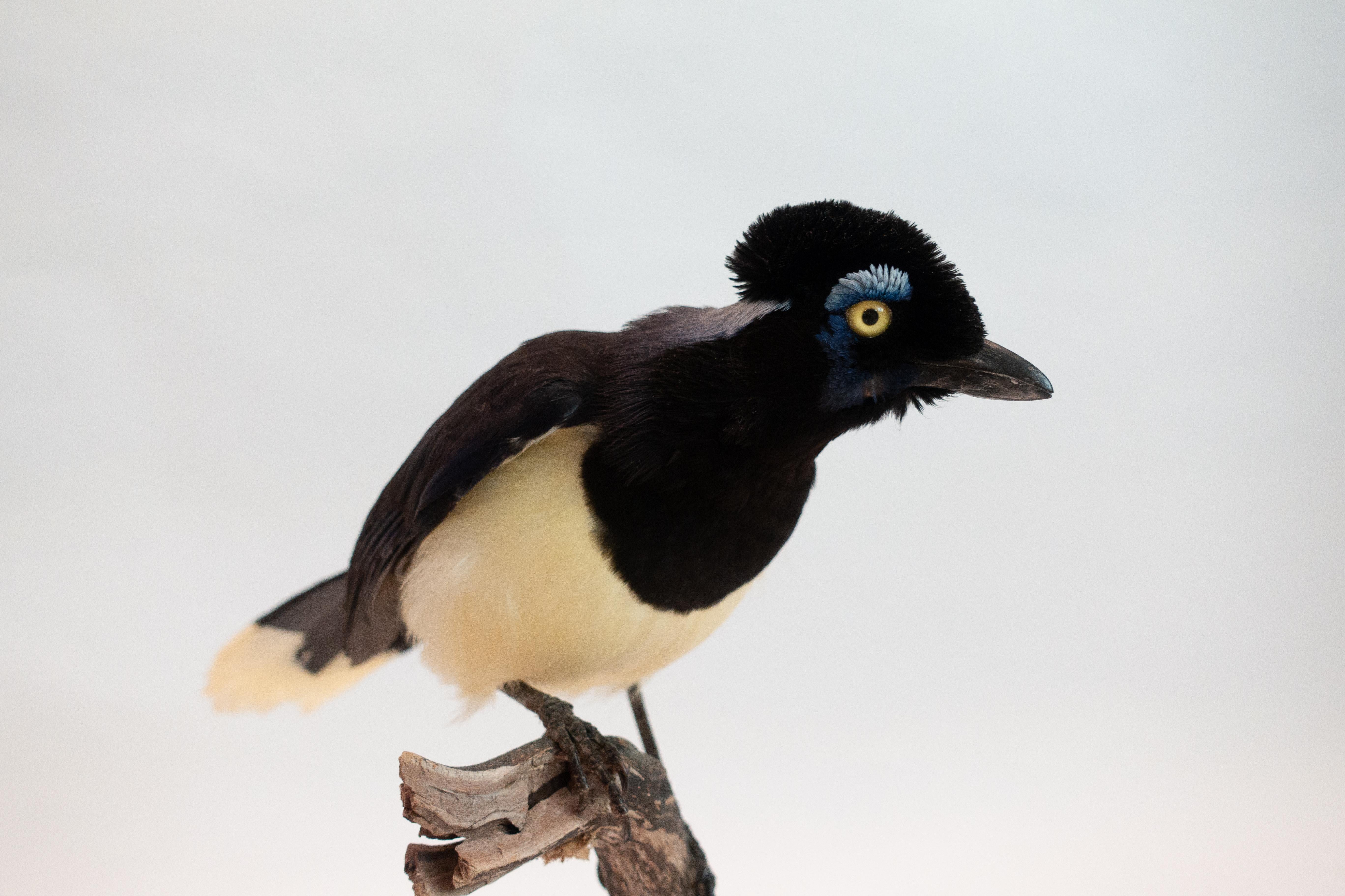 Plush Crested Jay Mounted Taxidermy Specimen In Good Condition In New York, NY
