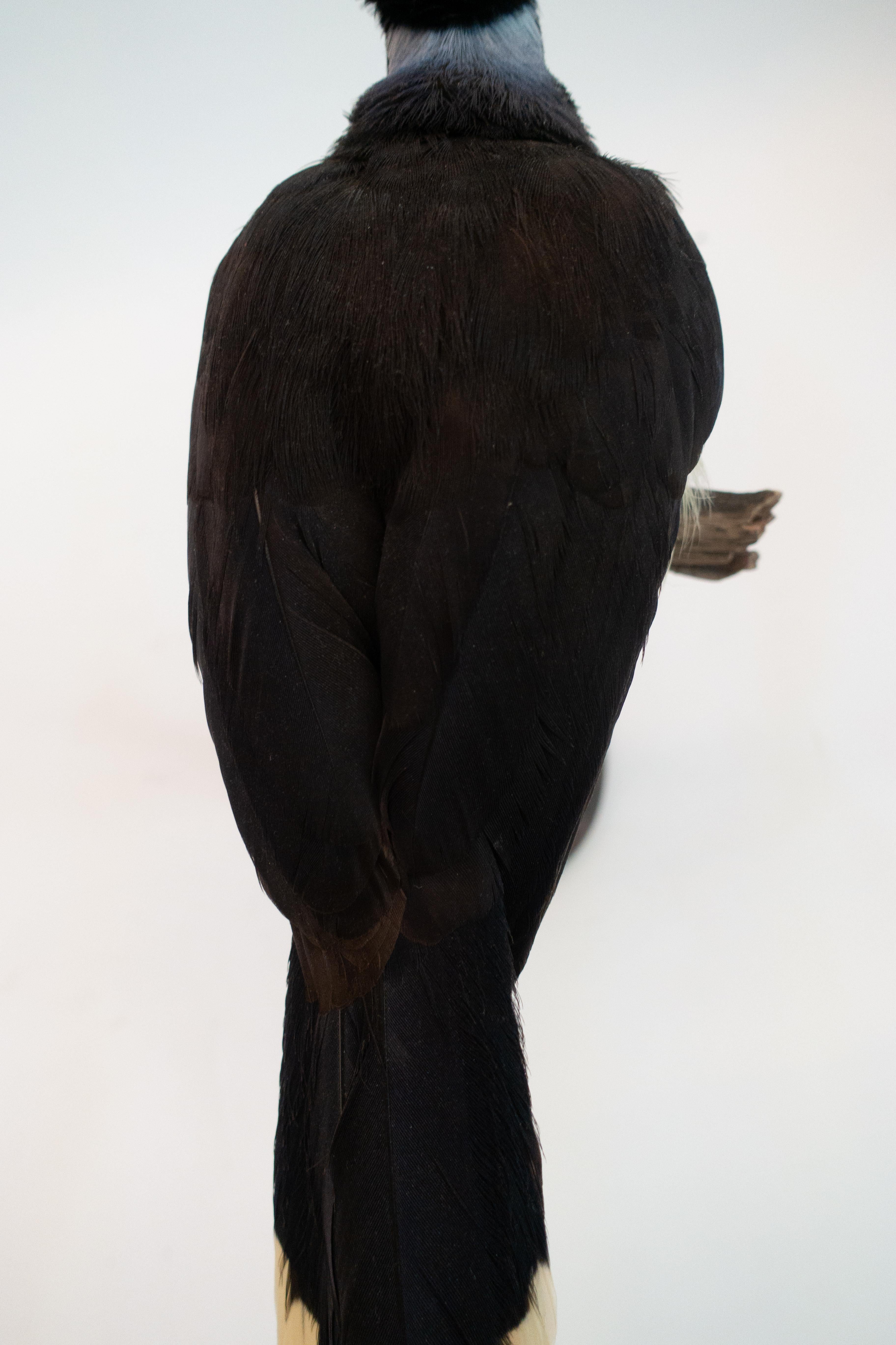 Contemporary Plush Crested Jay Mounted Taxidermy Specimen