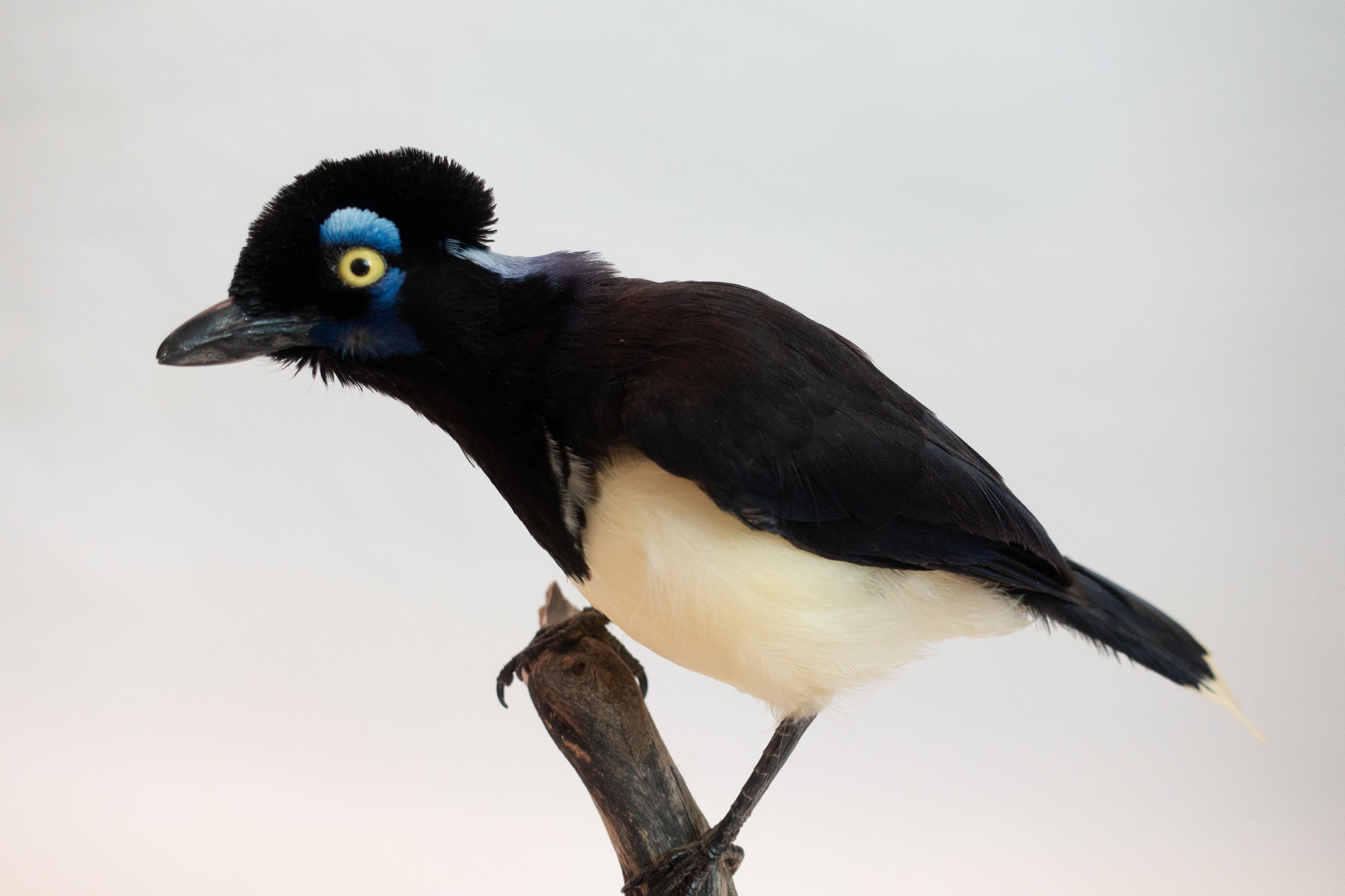 Feathers Plush Crested Jay Mounted Taxidermy Specimen