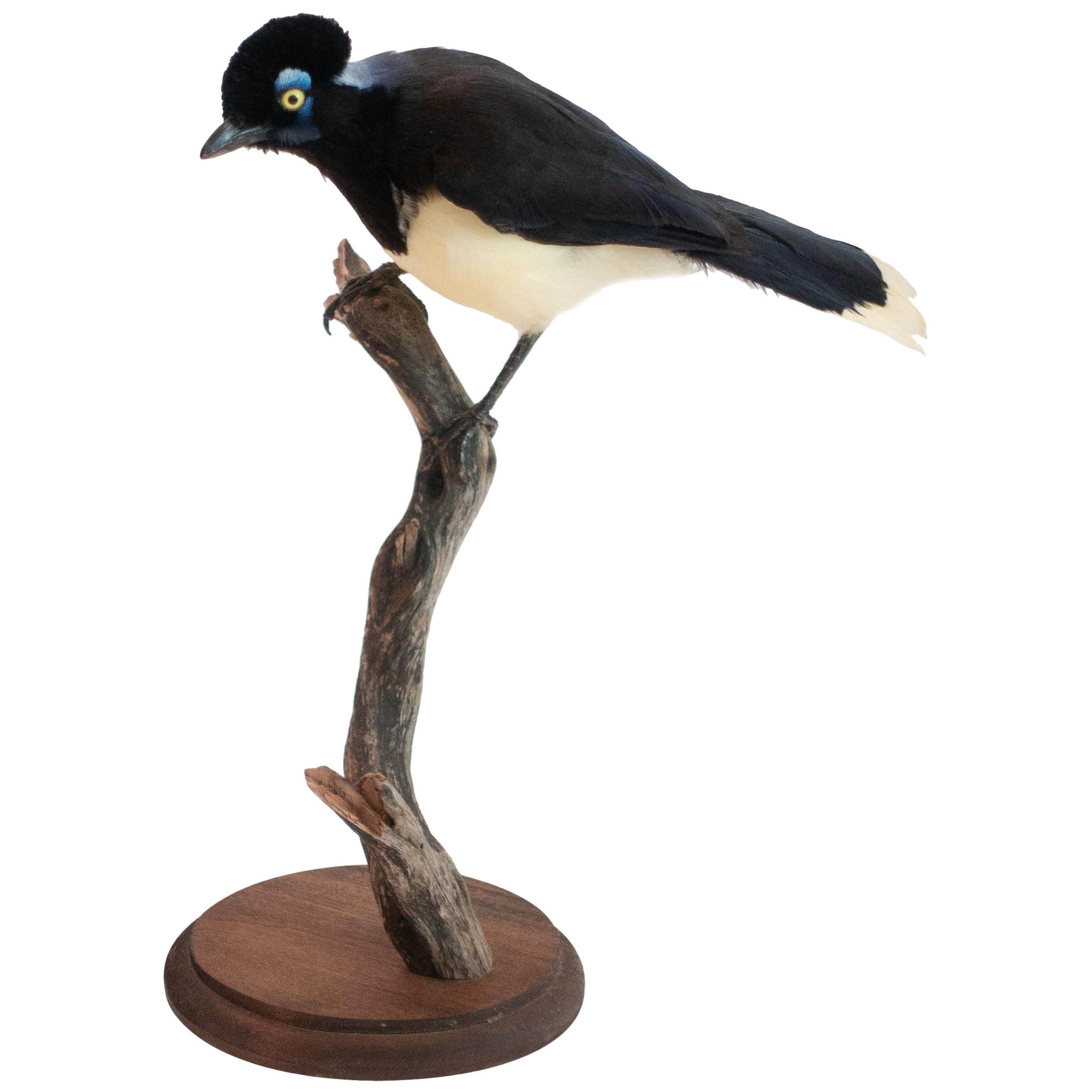 Plush Crested Jay Mounted Taxidermy Specimen