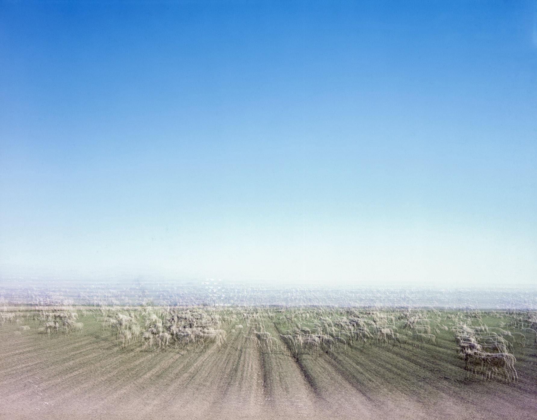 Poby Landscape Photograph - Sheep