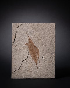 Poetic Double Leaf Fossil from the Renowned Green River Formation, 50 MYA