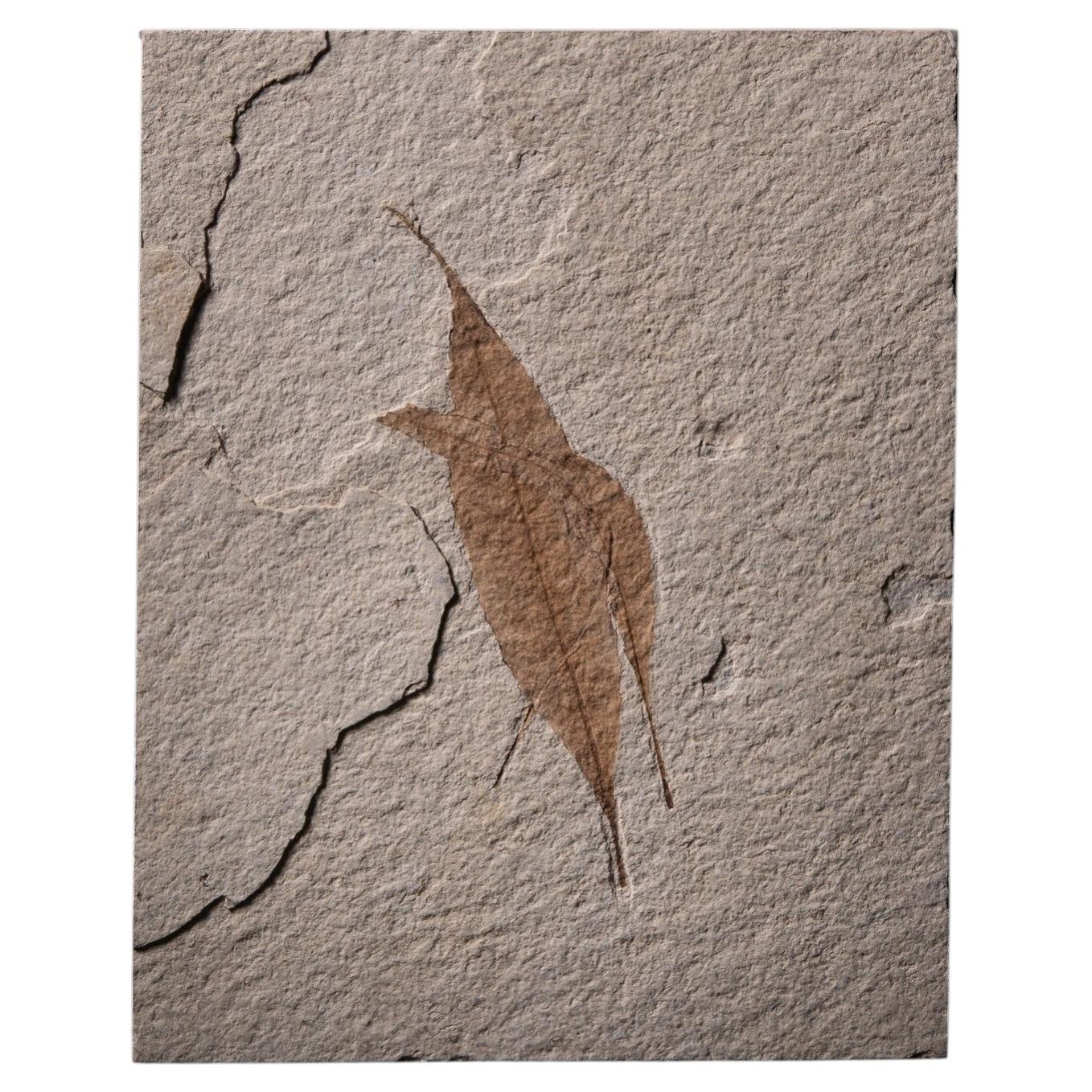Poetic Double Leaf Fossil from the Renowned Green River Formation, 50 MYA