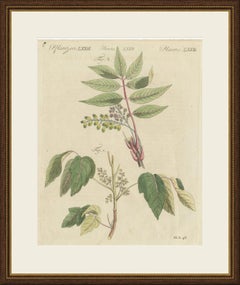 Poison Ivy and Poison Sumac, Antique Bertuch Print, circa 1805