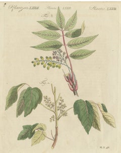 Poison Ivy and Poison Sumac, Antique Bertuch Print, circa 1805