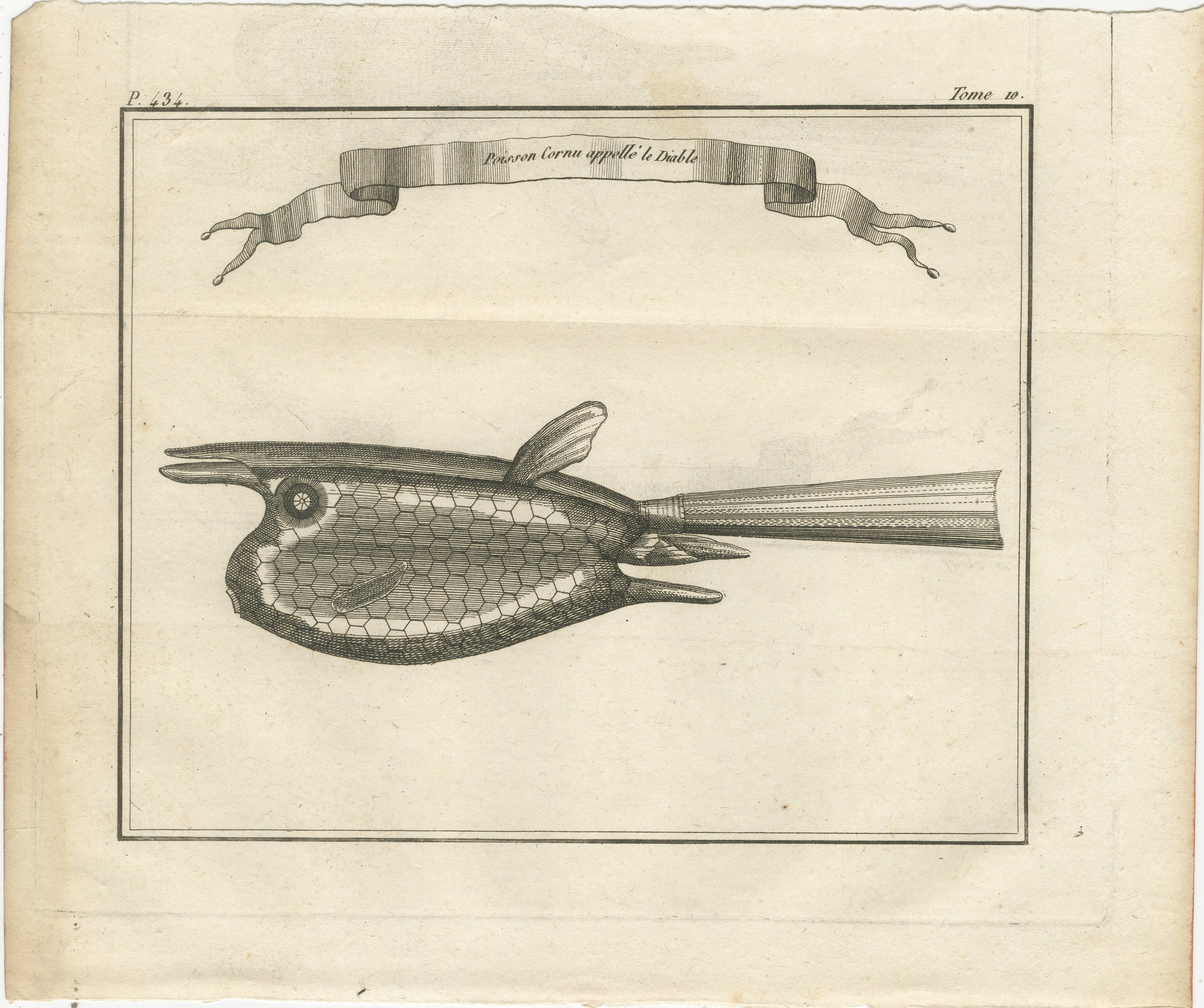 Poisson Cornu dit 