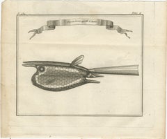 Poisson Cornu dit “Le Diable” – Antique French Engraving of a Horned Fish, 1790