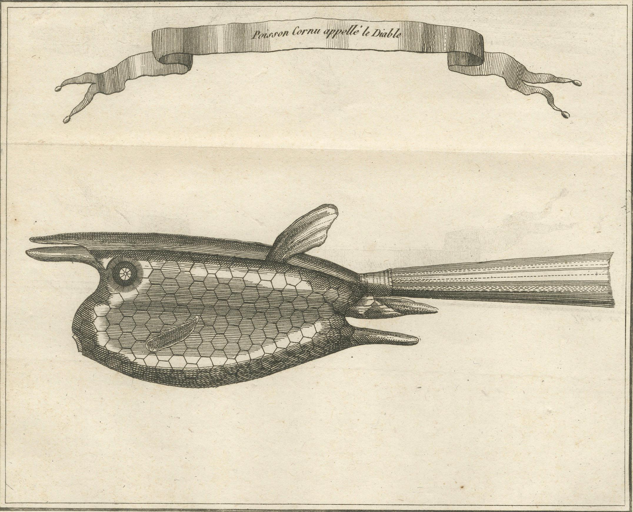 Français Poisson Cornu dit 