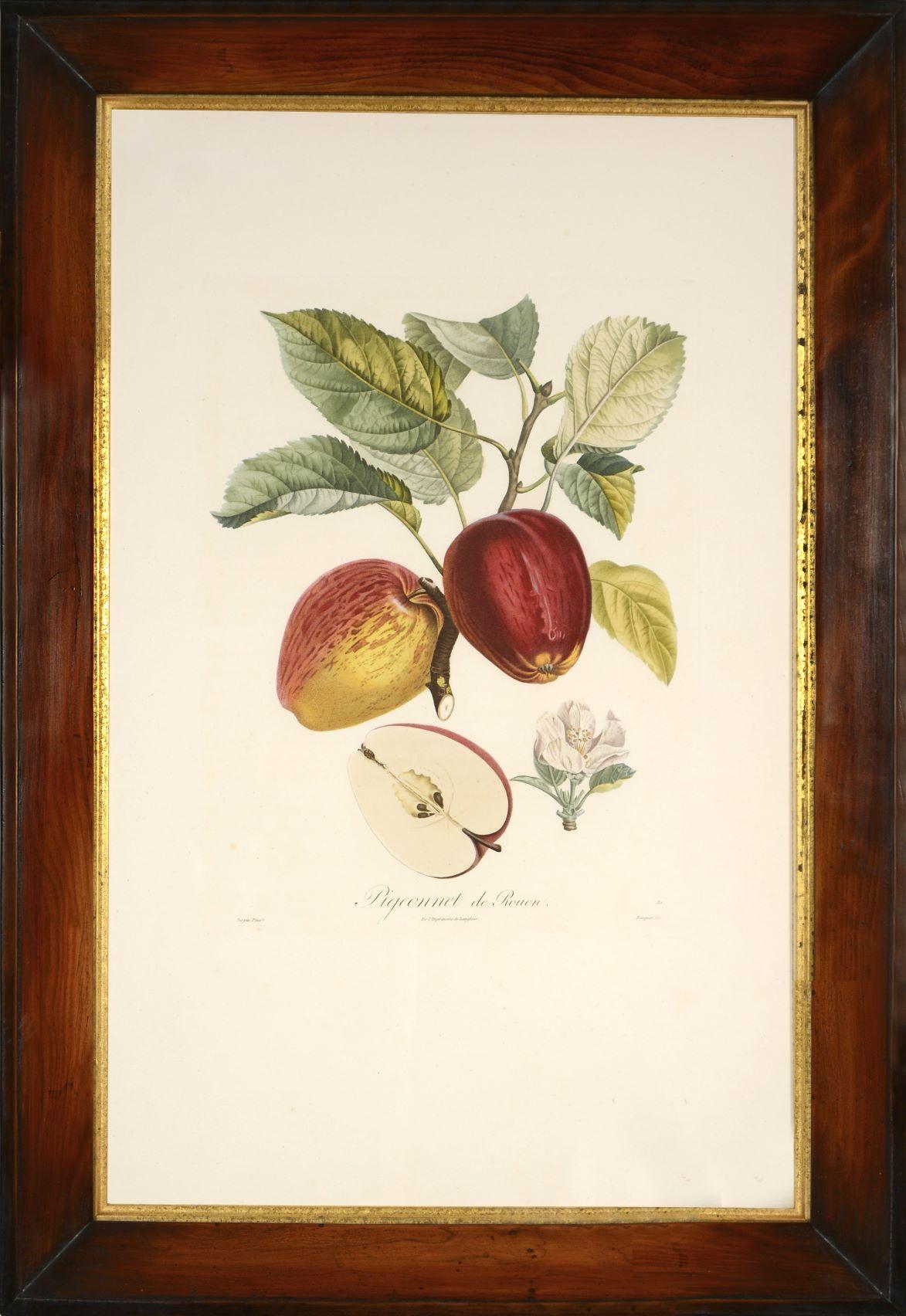POITEAU/TURPIN. Plateau des arbres fruitiers : Un ensemble de quatre pommes - Print de POITEAU, A. and P. TURPIN.   