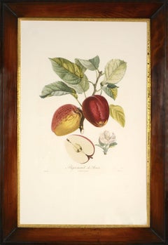 POITEAU/TURPIN. Traité des arbres fruitiers: A Set of Four Apples