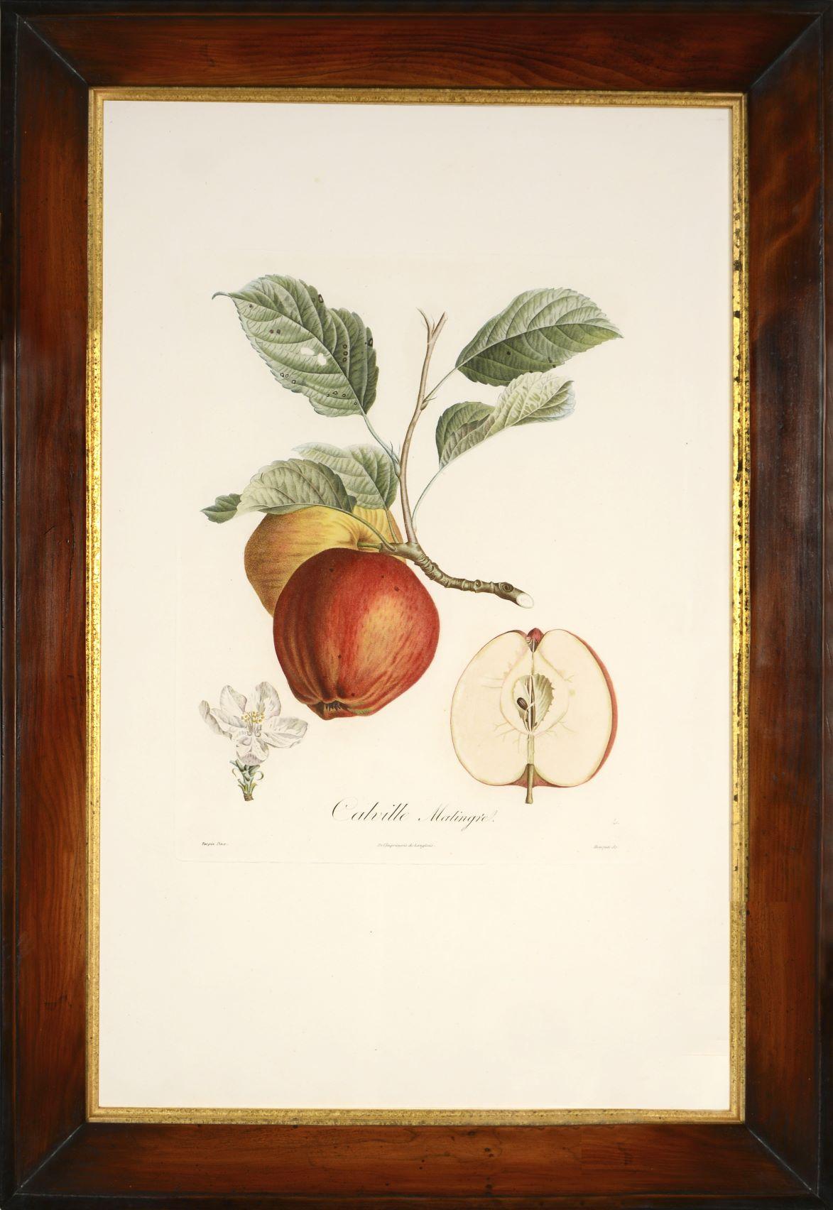 POITEAU/TURPIN. Plateau des arbres fruitiers : Un ensemble de quatre pommes - Naturalisme Print par POITEAU, A. and P. TURPIN.   