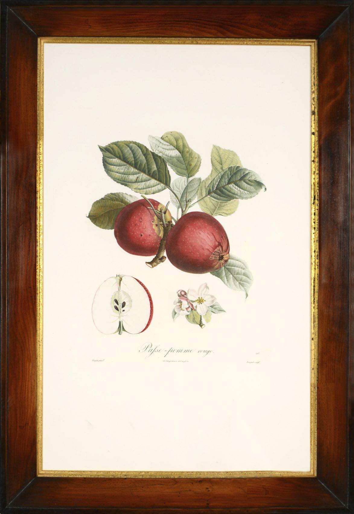 POITEAU/TURPIN. Plateau des arbres fruitiers : Un ensemble de quatre pommes - Blanc Still-Life Print par POITEAU, A. and P. TURPIN.   