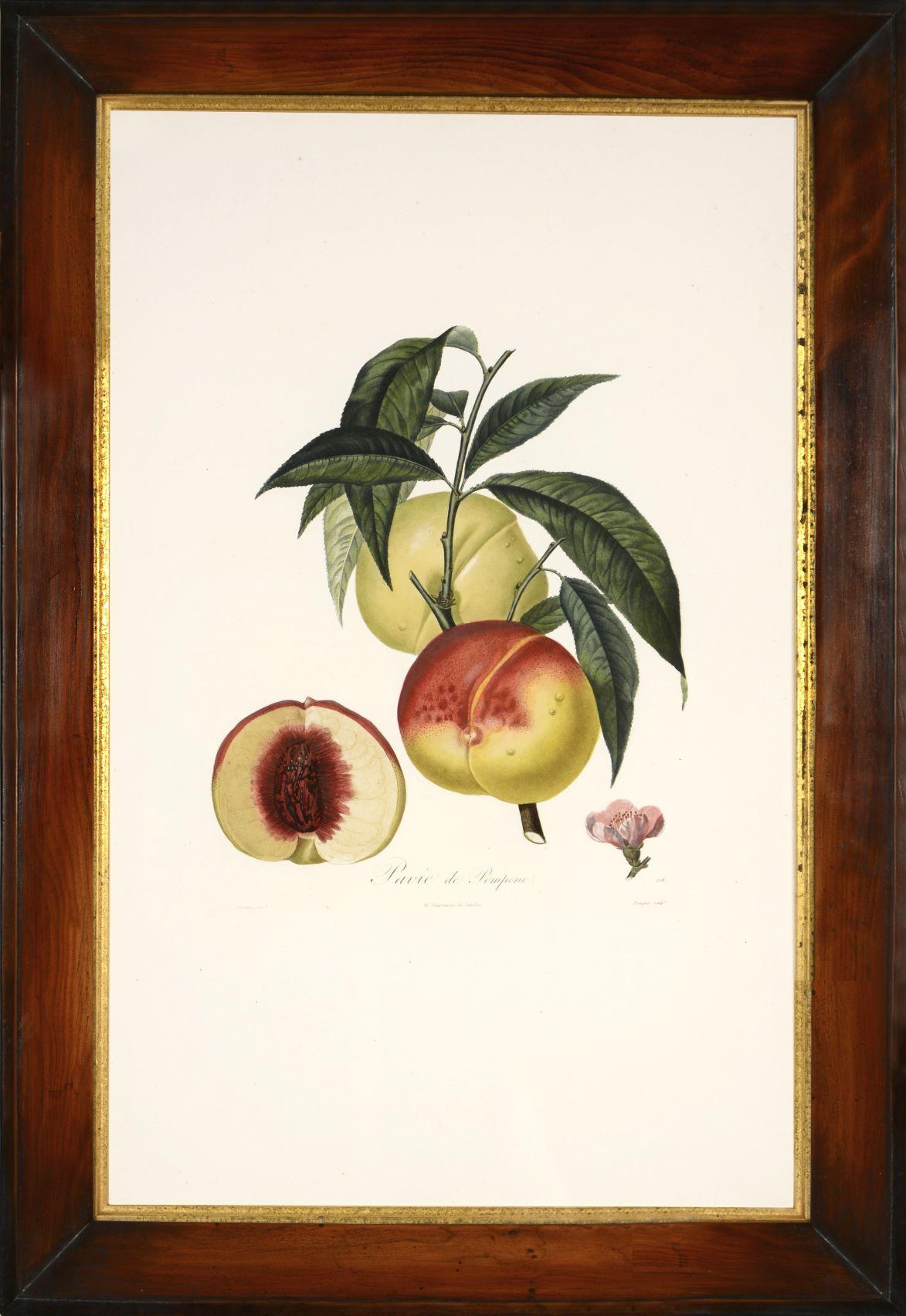POITEAU/TURPIN. Traité des arbres fruitiers: Ein Satz von vier Pfirsichen – Print von POITEAU, A. and P. TURPIN.   