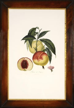 POITEAU/TURPIN. Traité des arbres fruitiers: A Set of Four Peaches