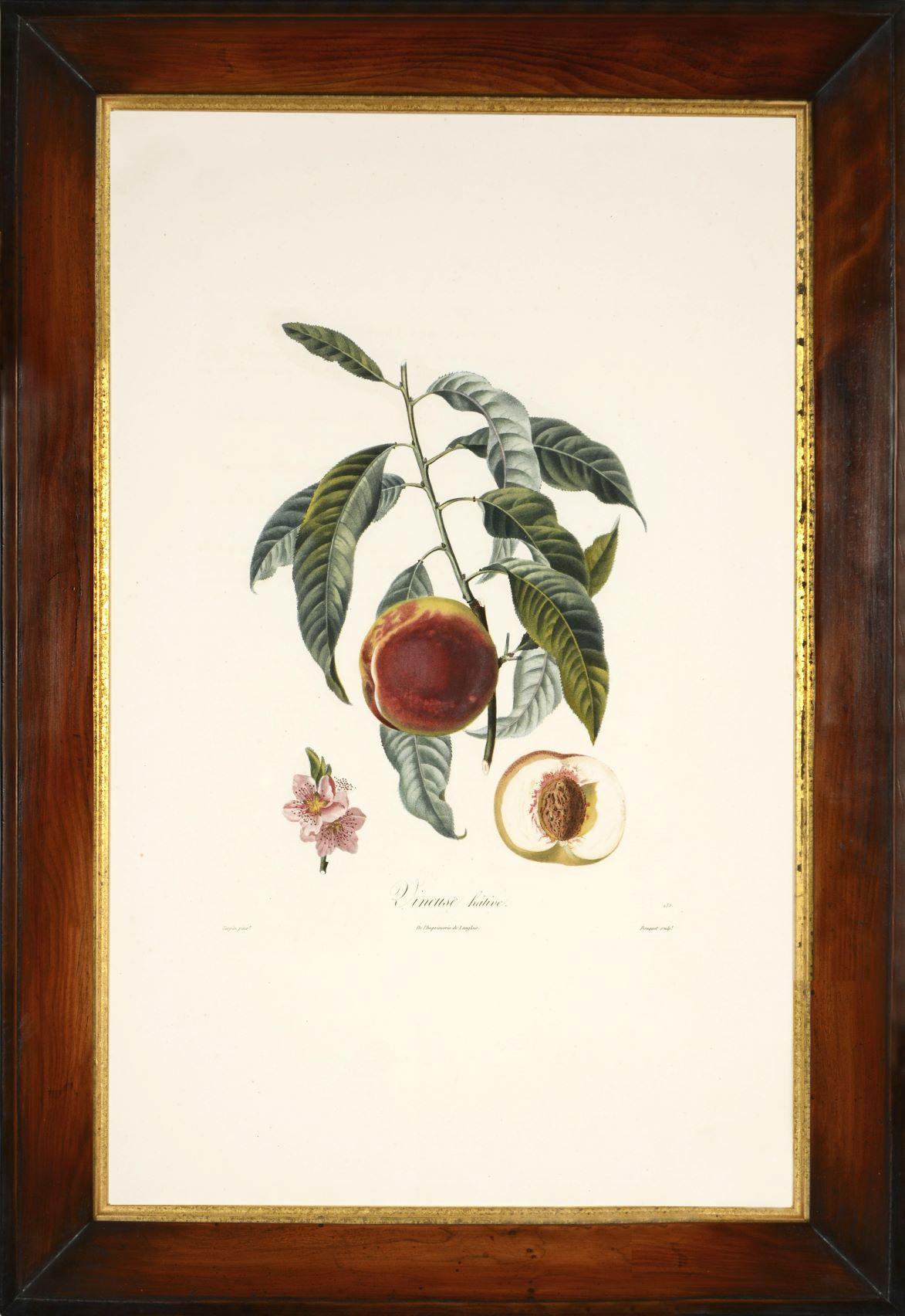 POITEAU/TURPIN. Traité des arbres fruitiers: Ein Satz von vier Pfirsichen (Naturalismus), Print, von POITEAU, A. and P. TURPIN.   