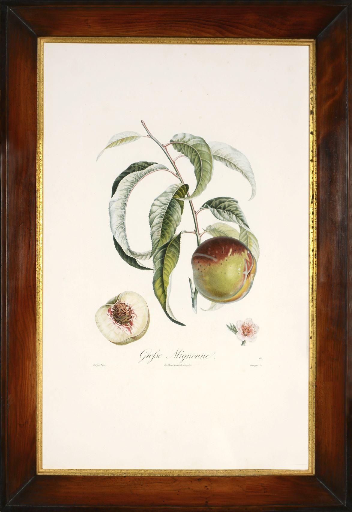 POITEAU/TURPIN. Traité des arbres fruitiers: Ein Satz von vier Pfirsichen (Weiß), Still-Life Print, von POITEAU, A. and P. TURPIN.   