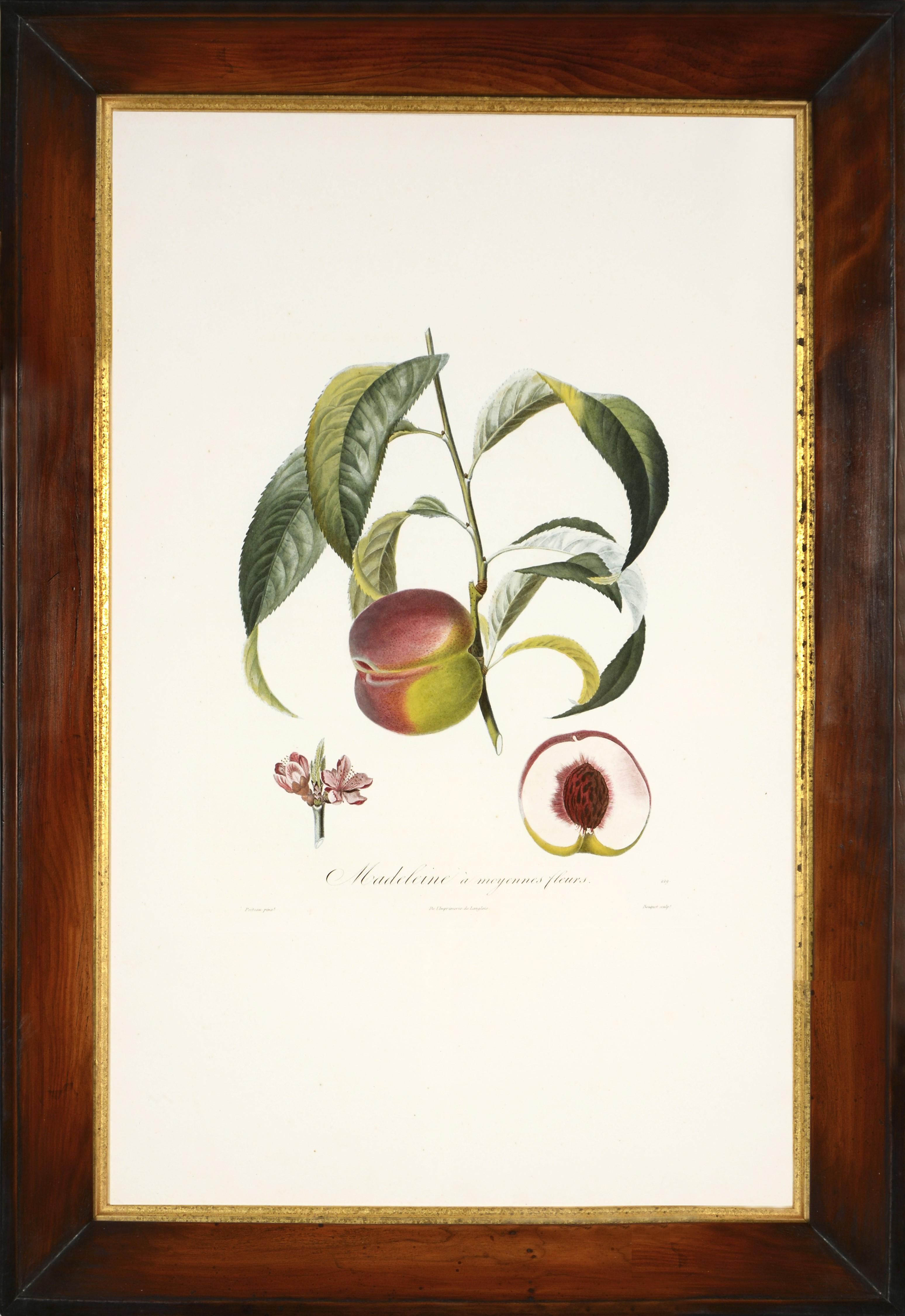 POITEAU, A. and P. TURPIN.    Still-Life Print – POITEAU/TURPIN. Traité des arbres fruitiers: Ein Satz von vier Pfirsichen