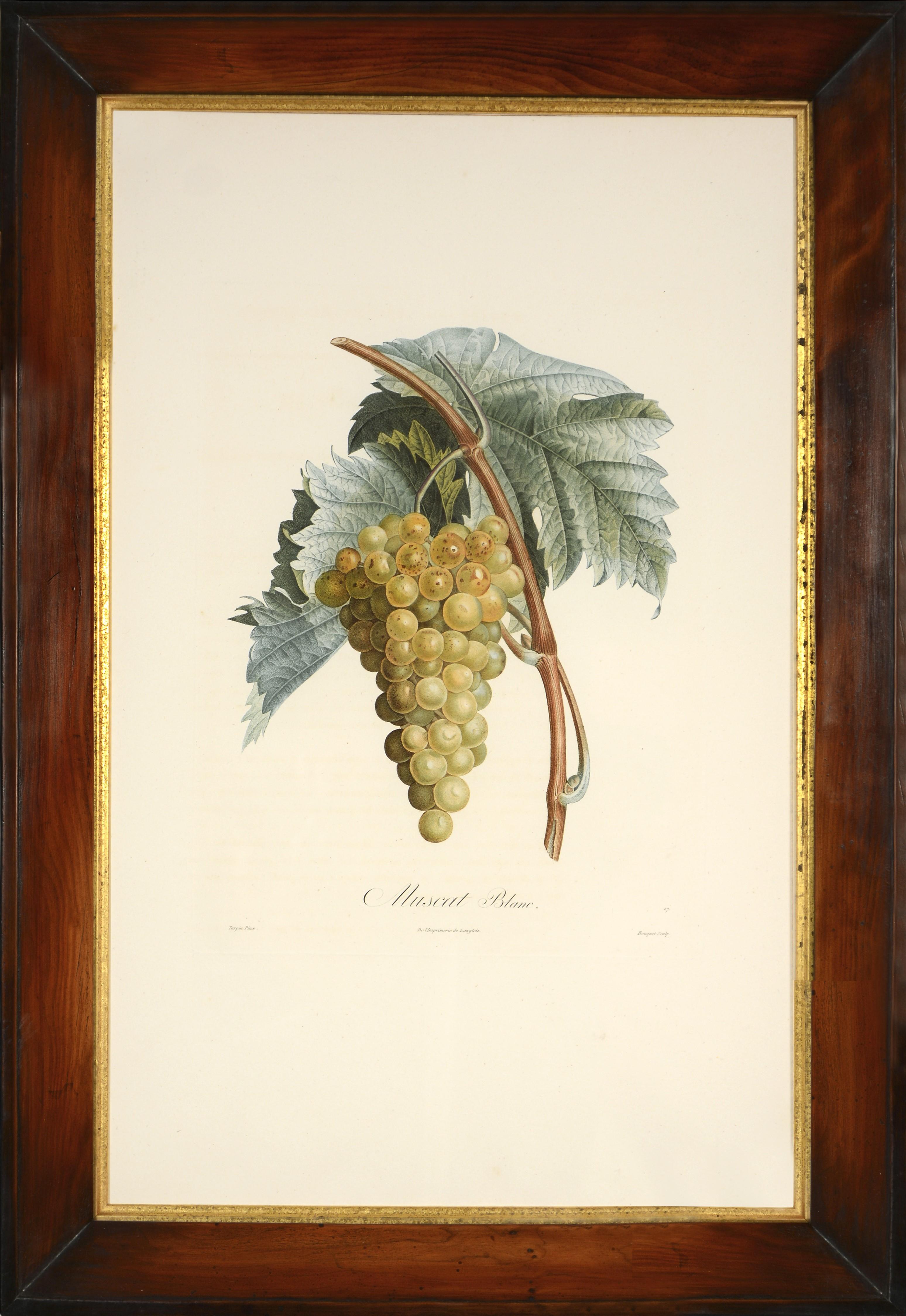 POITEAU/TURPIN. Traité des arbres fruitiers: A Set of Four Grapes. - Print by Poiteau, A & Turpin, P
