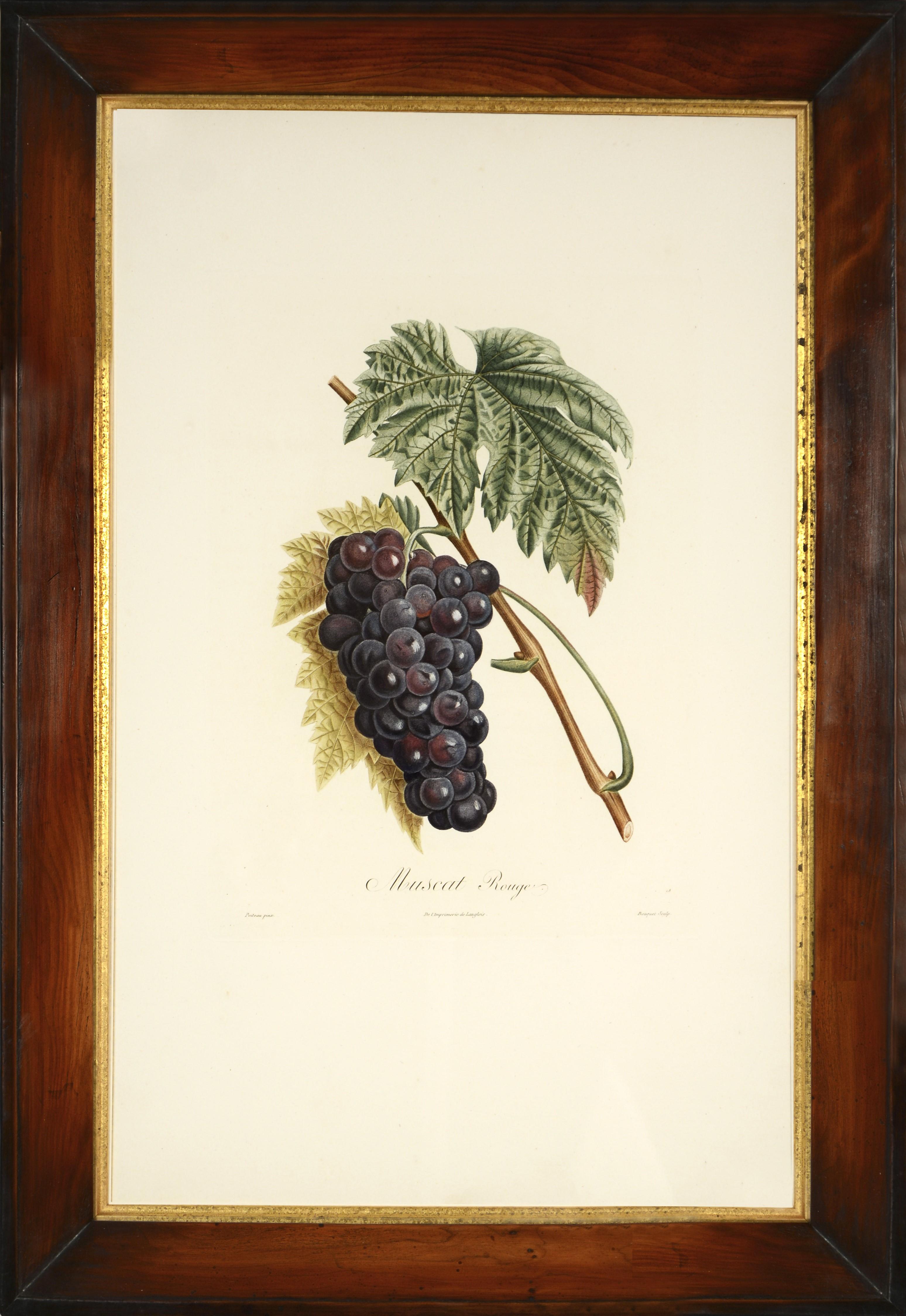 POITEAU/TURPIN. Traité des arbres fruitiers: A Set of Four Grapes. - Naturalistic Print by Poiteau, A & Turpin, P