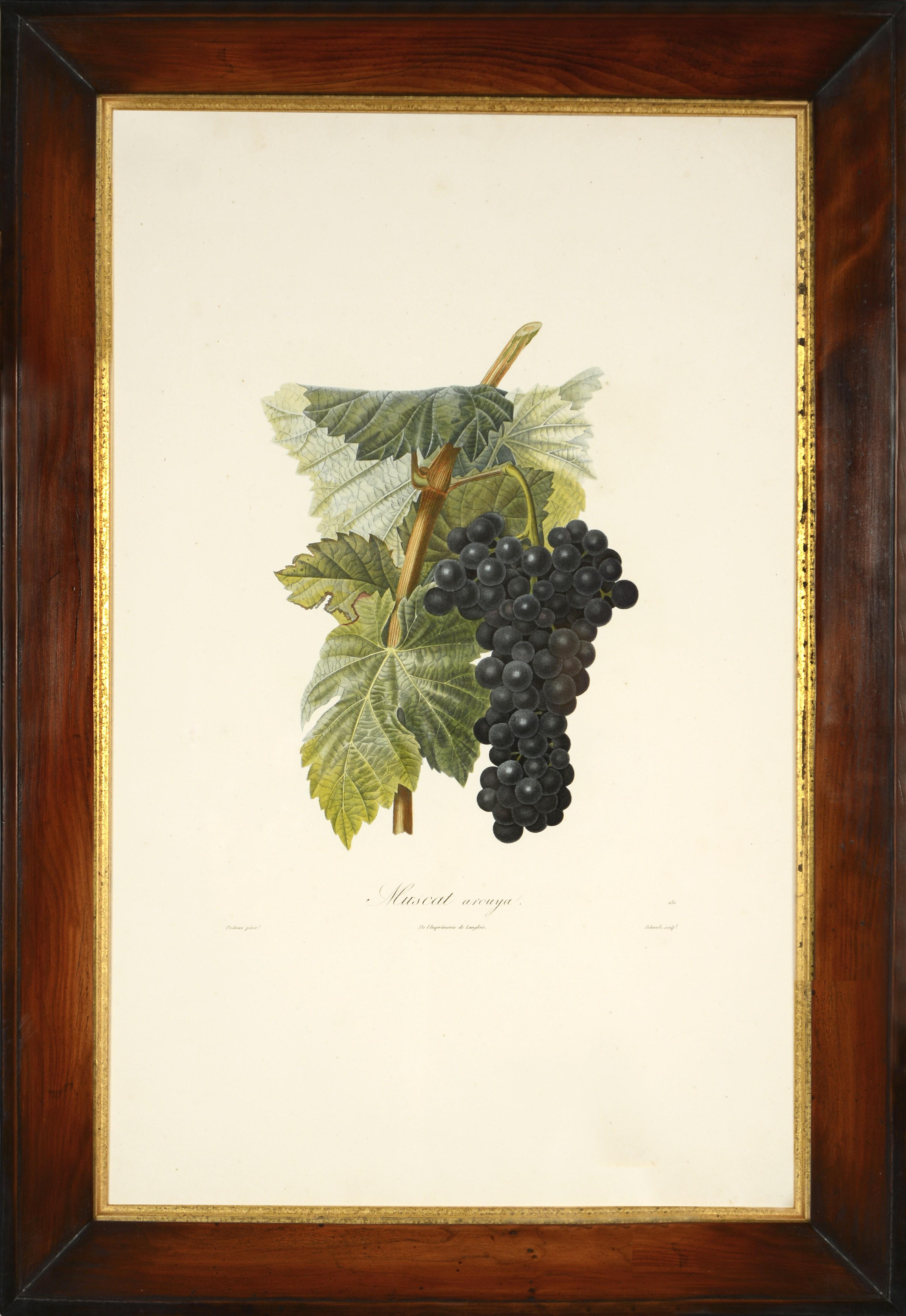 Poiteau, A & Turpin, P Still-Life Print - POITEAU/TURPIN. Traité des arbres fruitiers: A Set of Four Grapes.