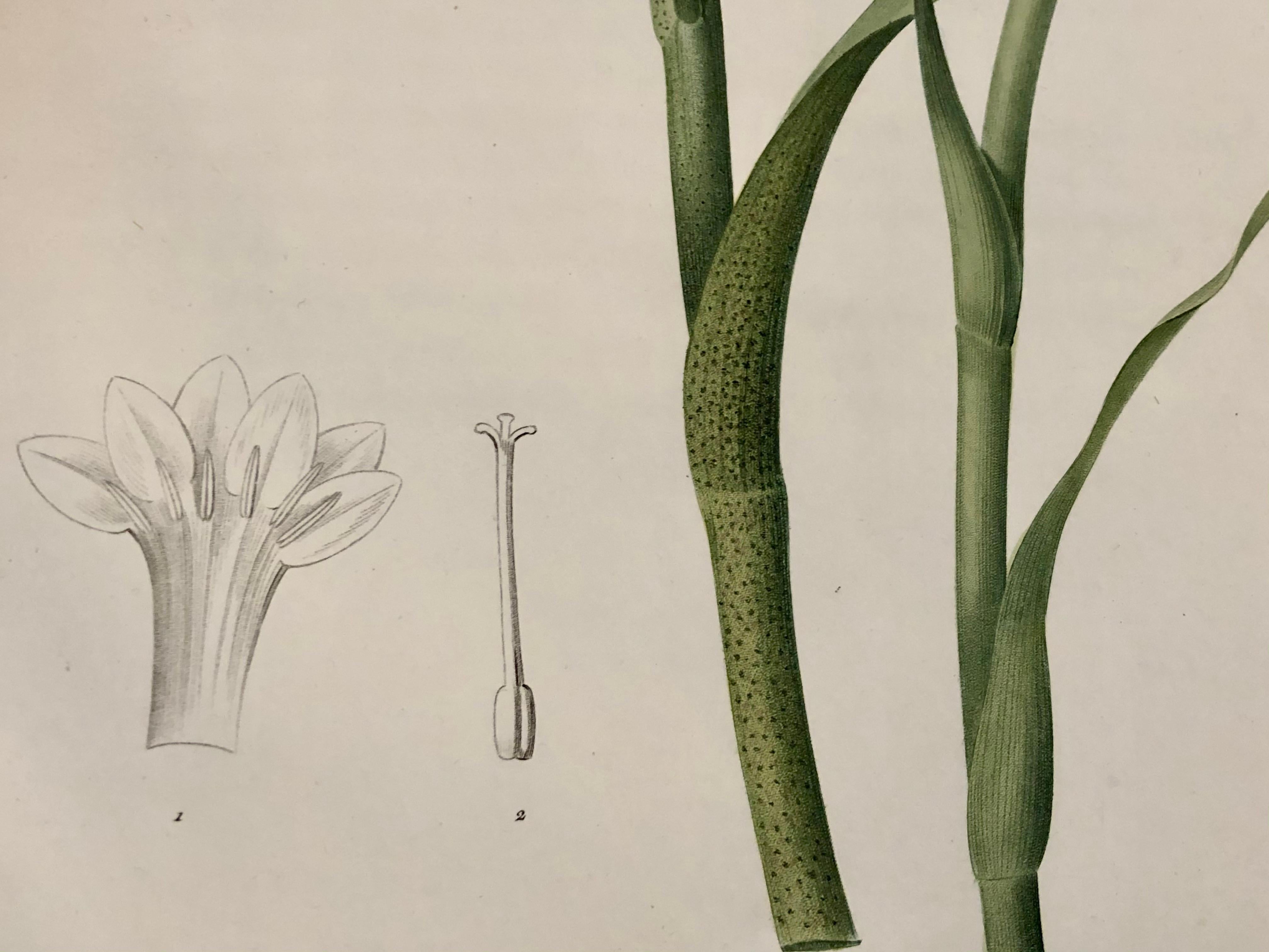 Polianthes Tuberosa Hand Colored Engraving Signed P.J. Redoute 2