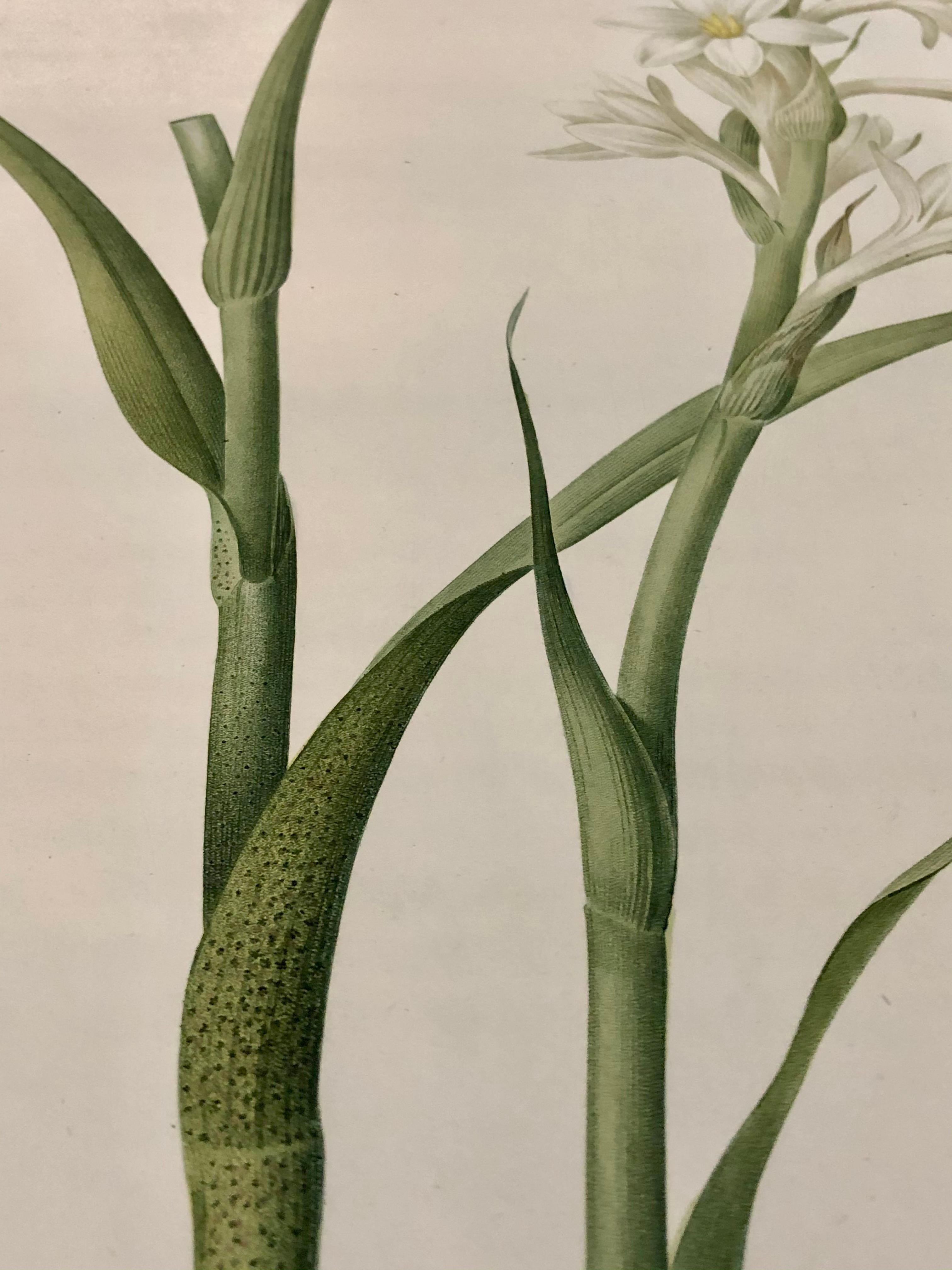 Polianthes Tuberosa Hand Colored Engraving Signed P.J. Redoute 3
