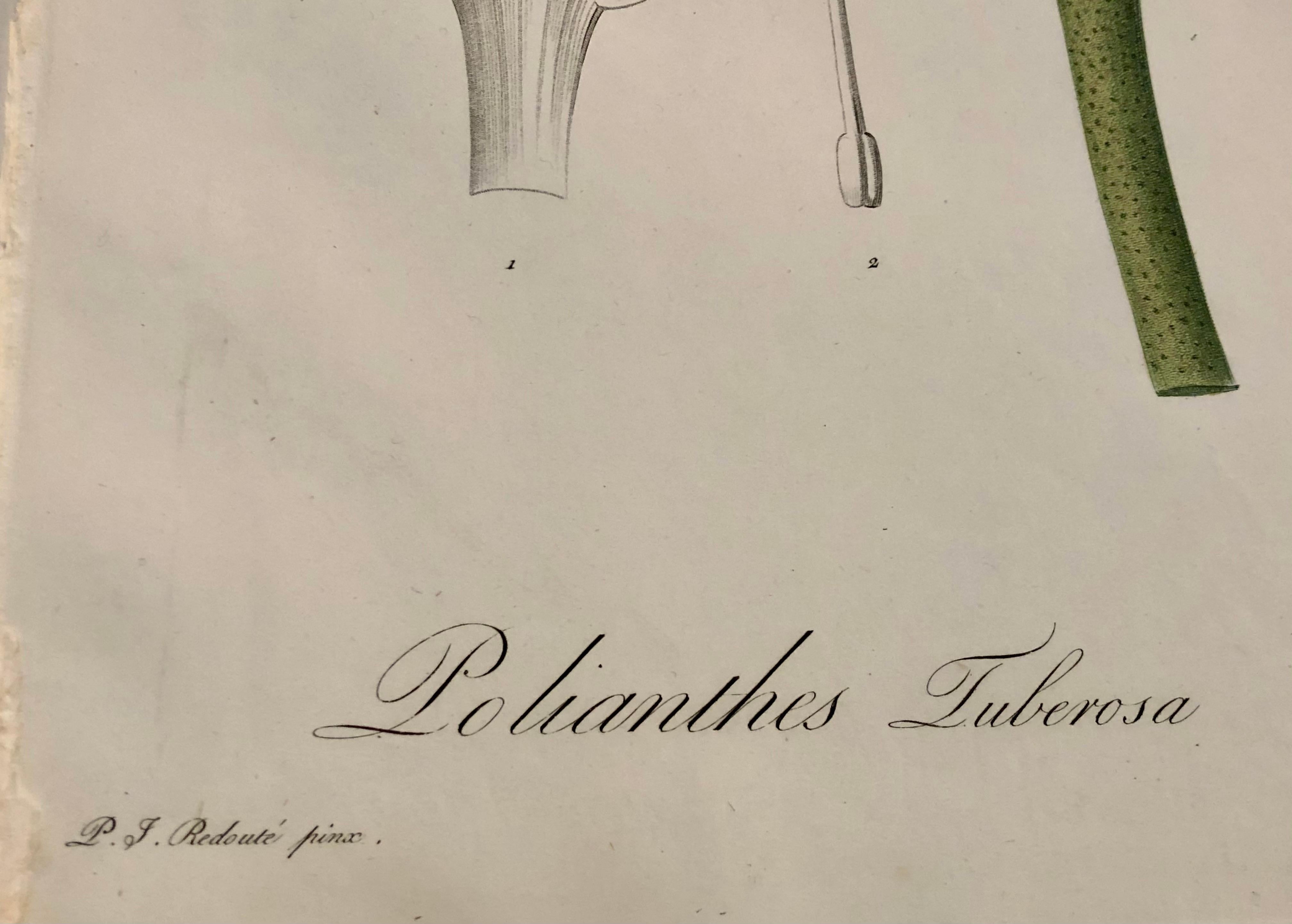 Polianthes Tuberosa Hand Colored Engraving Signed P.J. Redoute 4