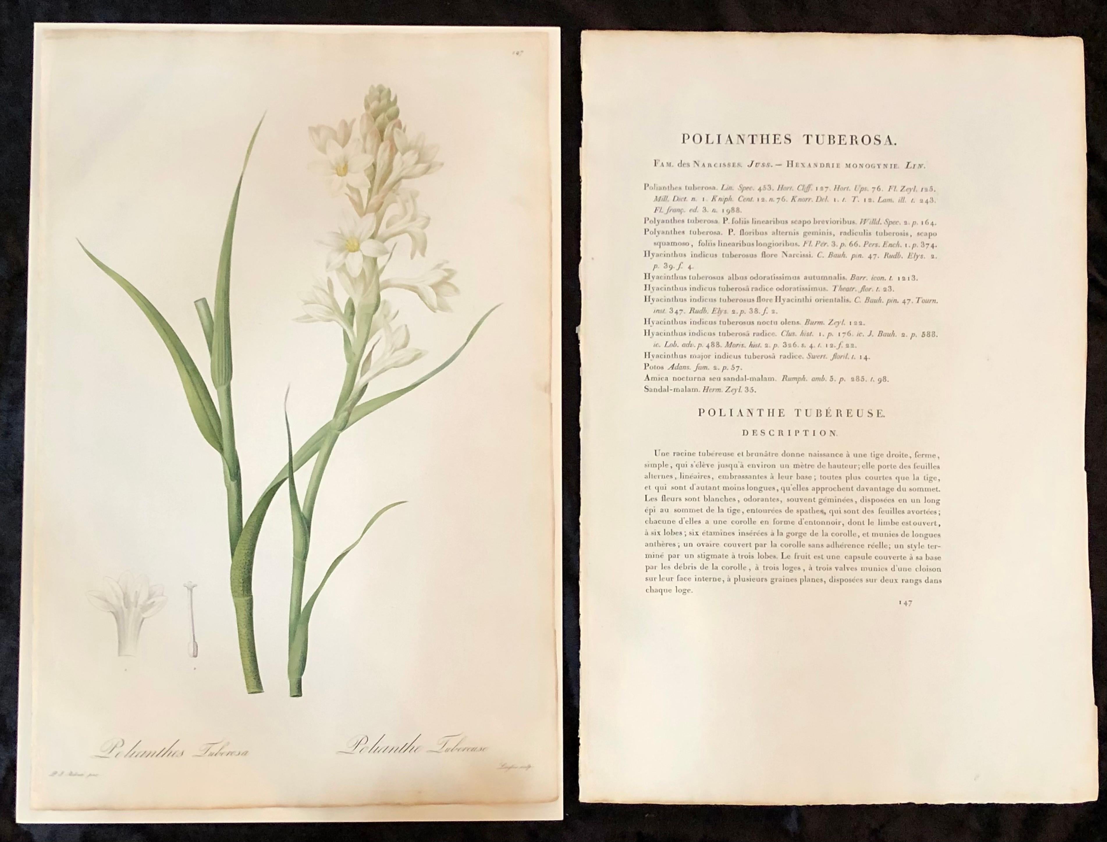 Polianthes Tuberosa hand colored engraving signed by P.J. Redoute.

One of a set of large and impressive well painted set of nine floral works each having history and literature on reverse. 
The highest peak of Redoute's artistic and botanical