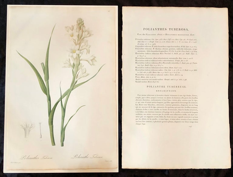 Polianthes Tuberosa hand colored engraving signed by P.J. Redoute.

One of a set of large and impressive well painted set of nine floral works each having history and literature on reverse. 
The highest peak of Redoute's artistic and botanical