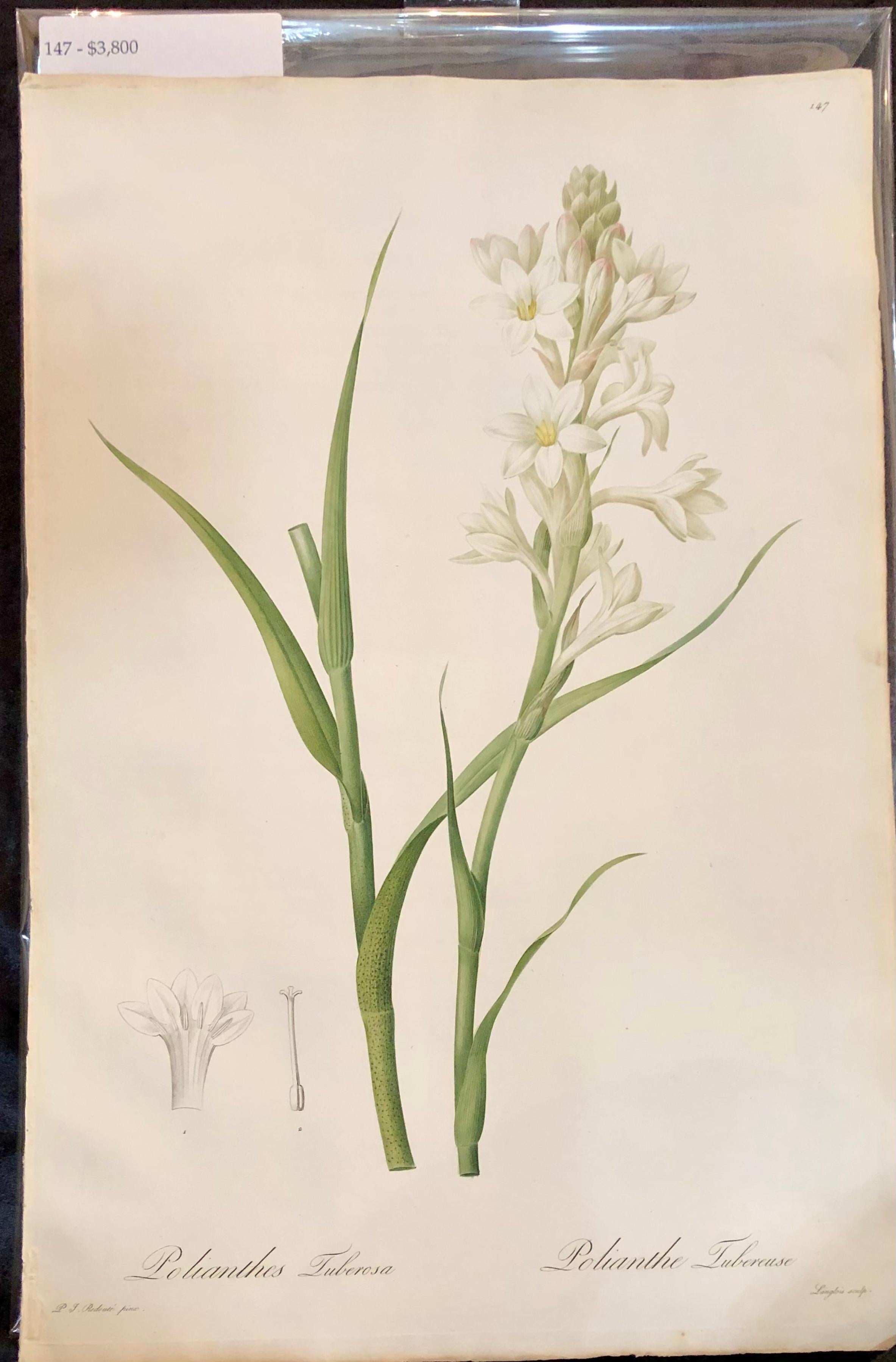 Minimalist Polianthes Tuberosa Hand Colored Engraving Signed P.J. Redoute