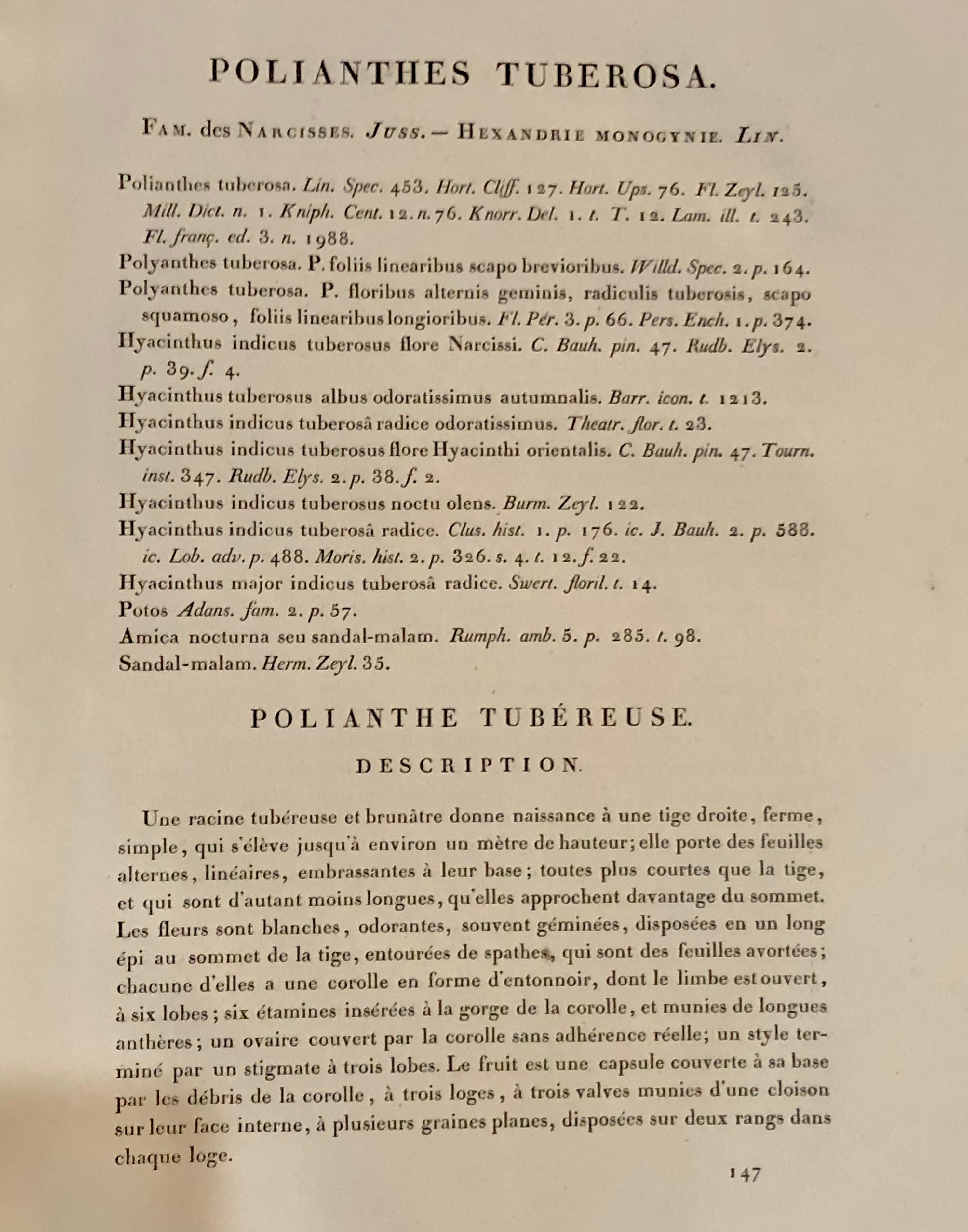 French Polianthes Tuberosa Hand Colored Engraving Signed P.J. Redoute