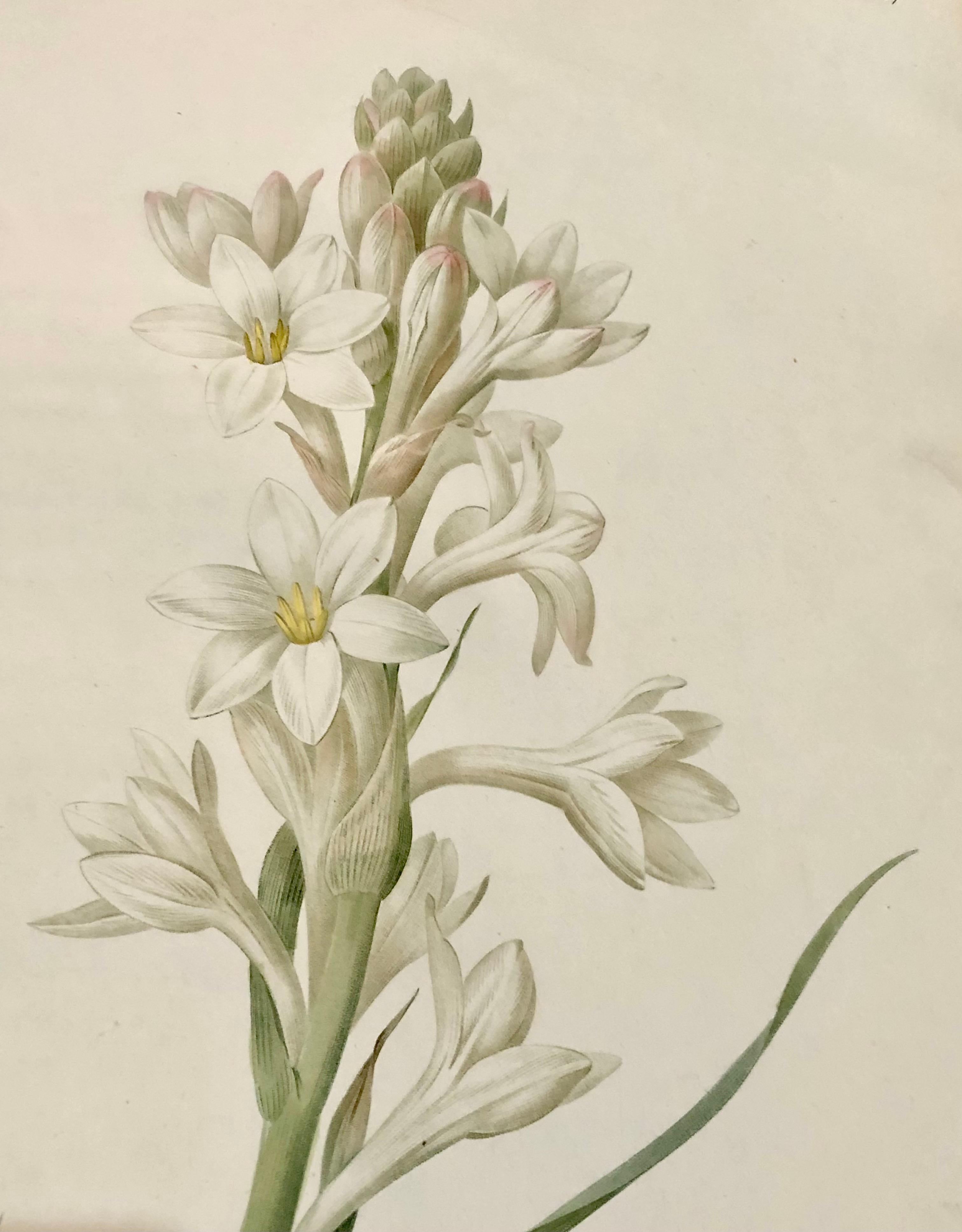 19th Century Polianthes Tuberosa Hand Colored Engraving Signed P.J. Redoute