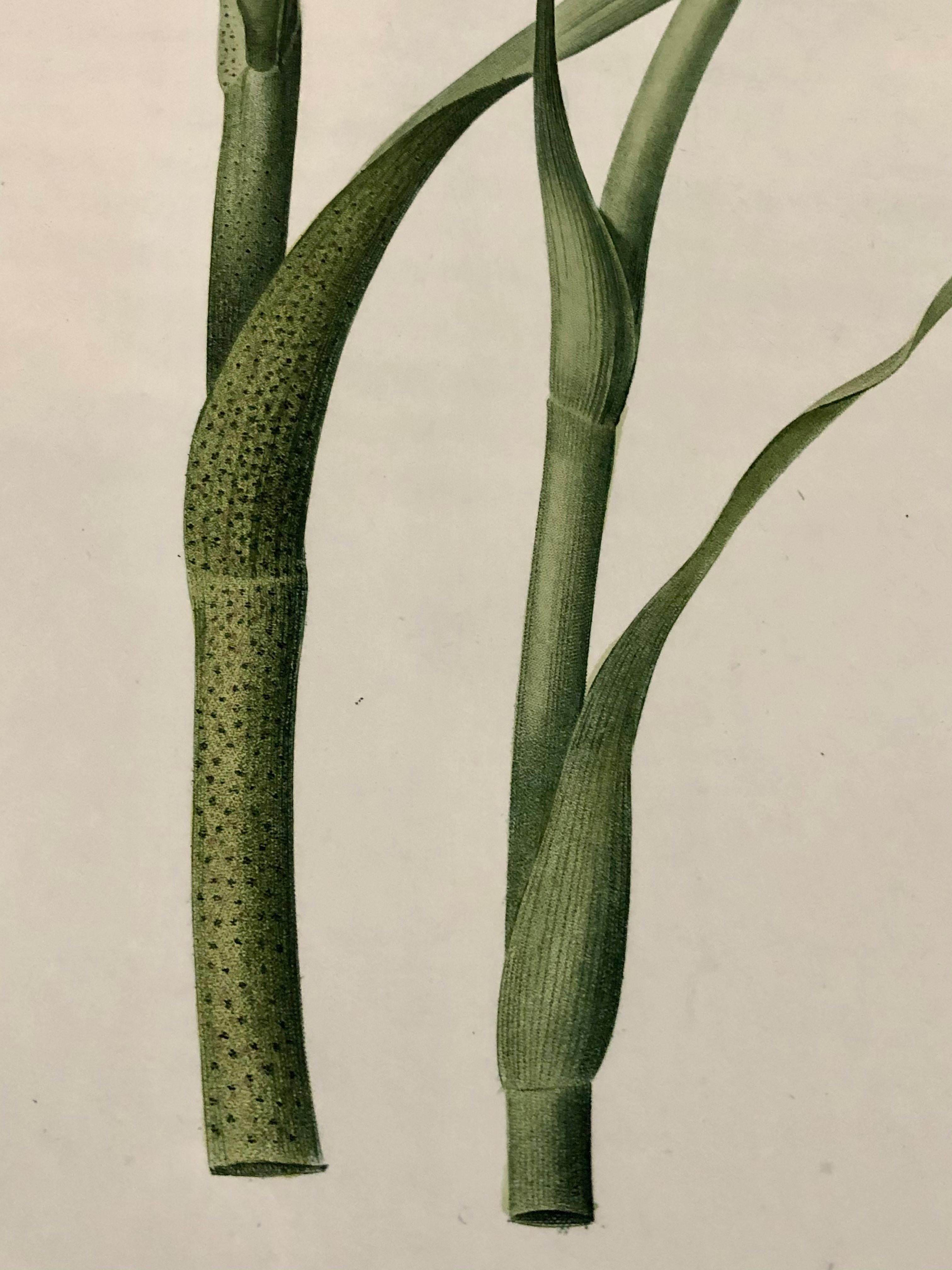 Polianthes Tuberosa Hand Colored Engraving Signed P.J. Redoute 1