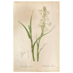 Tuberosa Handkolorierte Gravur von P.J., signiert P.J. Redoute