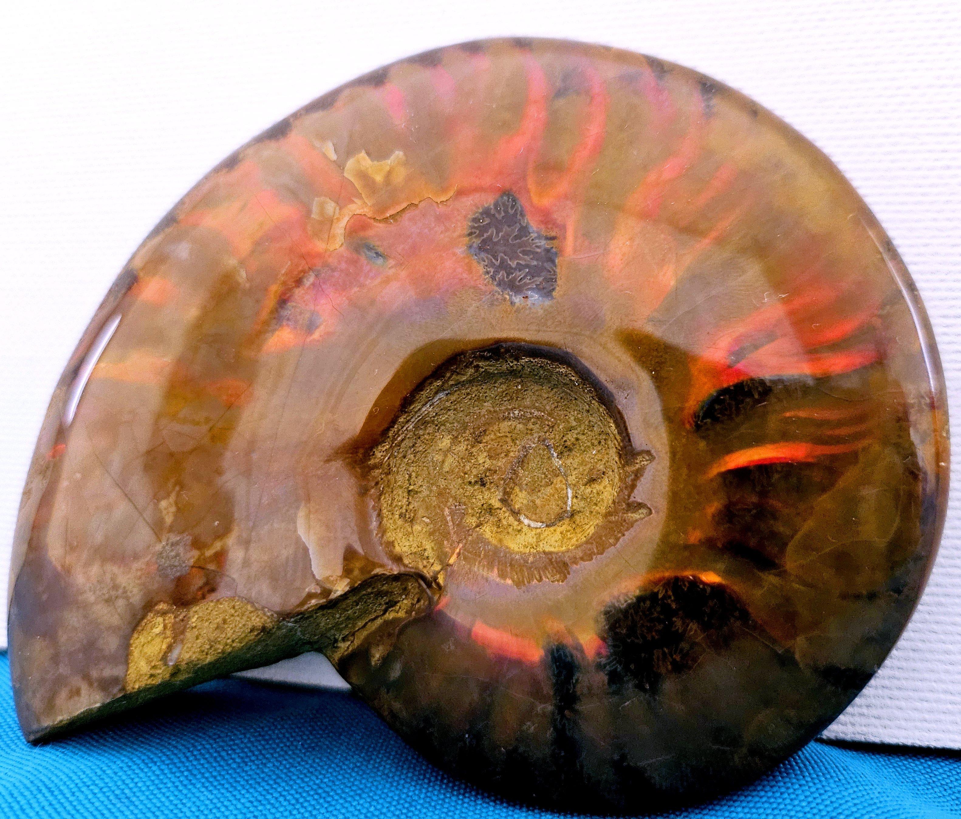 Fossile d'ammonite poli avec des éclairs rouges, âgé d'environ 110 millions d'années en vente 3
